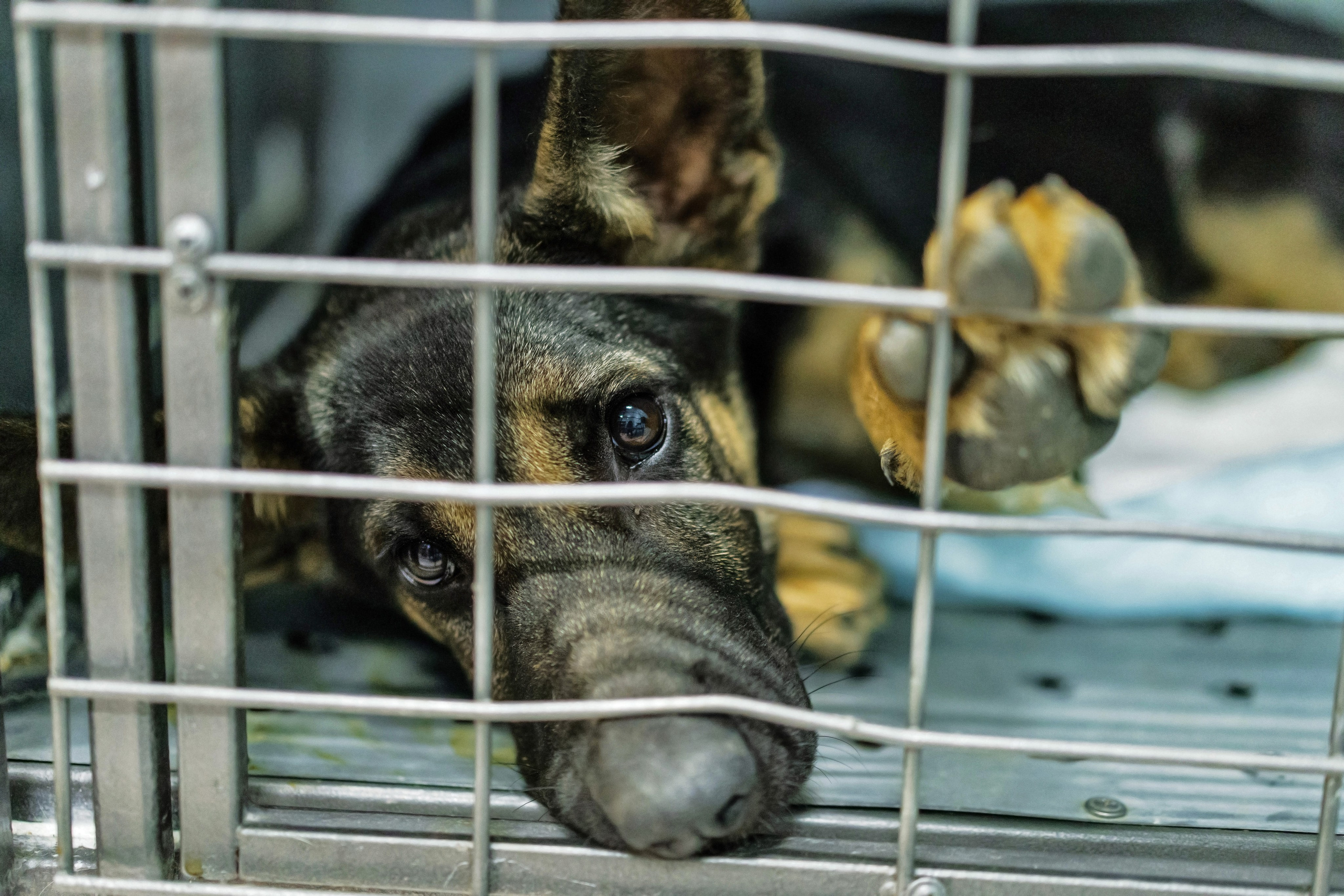 Vet clinic. Nina Petina