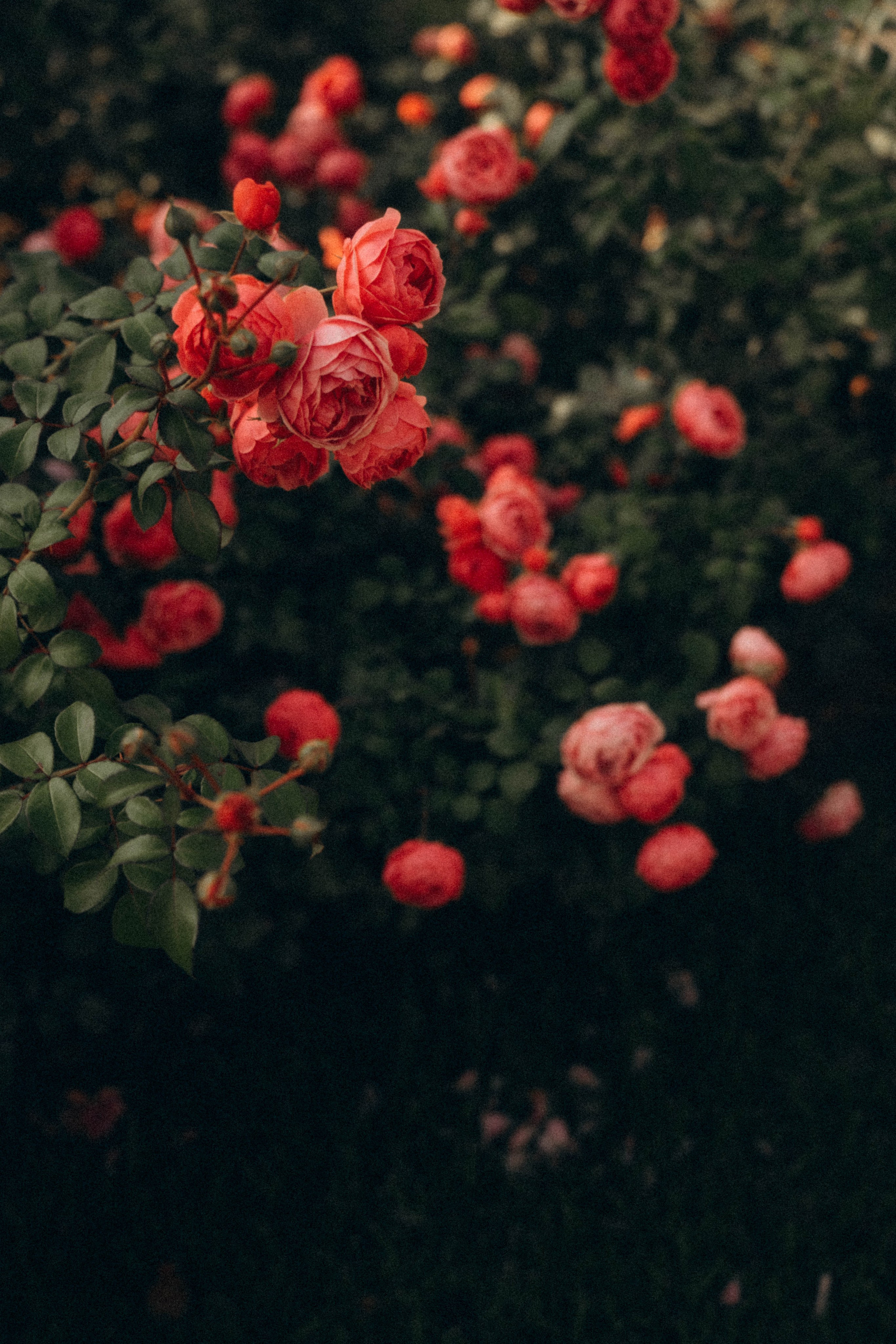 Тепло сентября. Фотограф Москва Селюкова Юлия