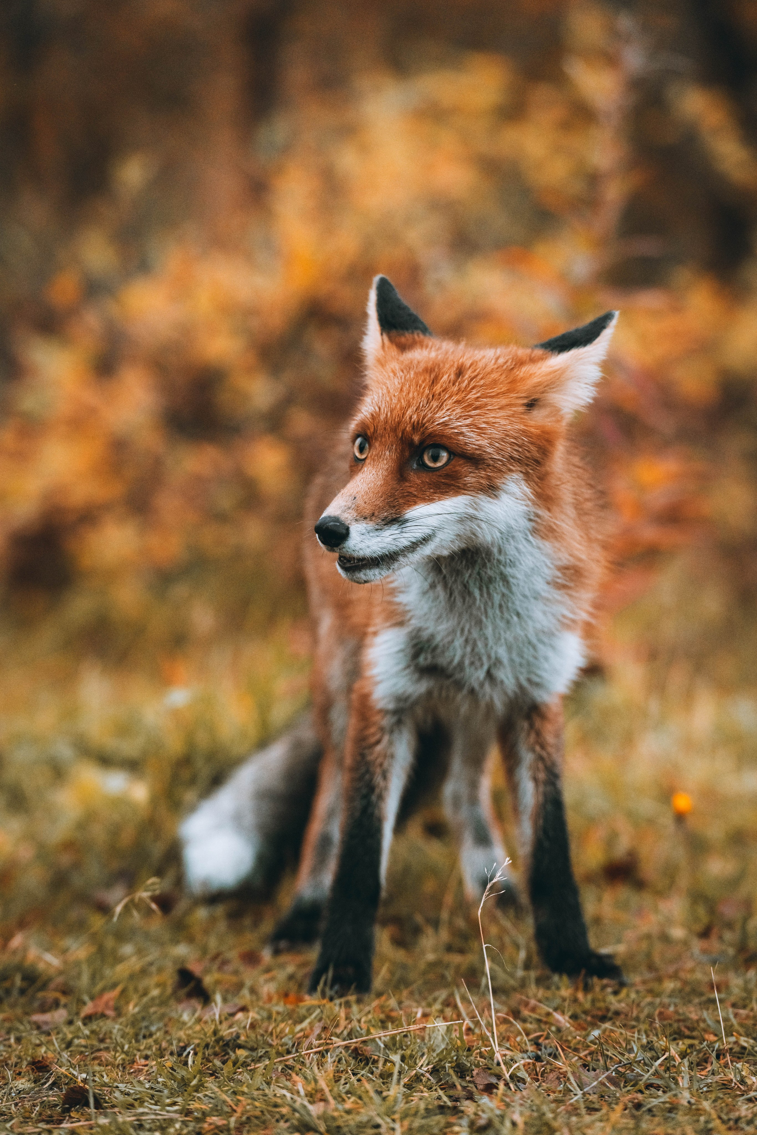 СЕВЕР. Event фотограф Степанова Александра