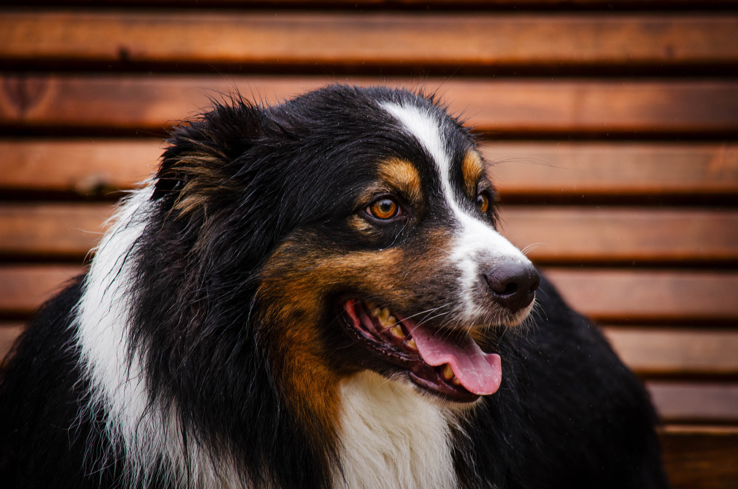 Арья и Оззи. Фотограф Светлана Блинова, Москва и Московская область