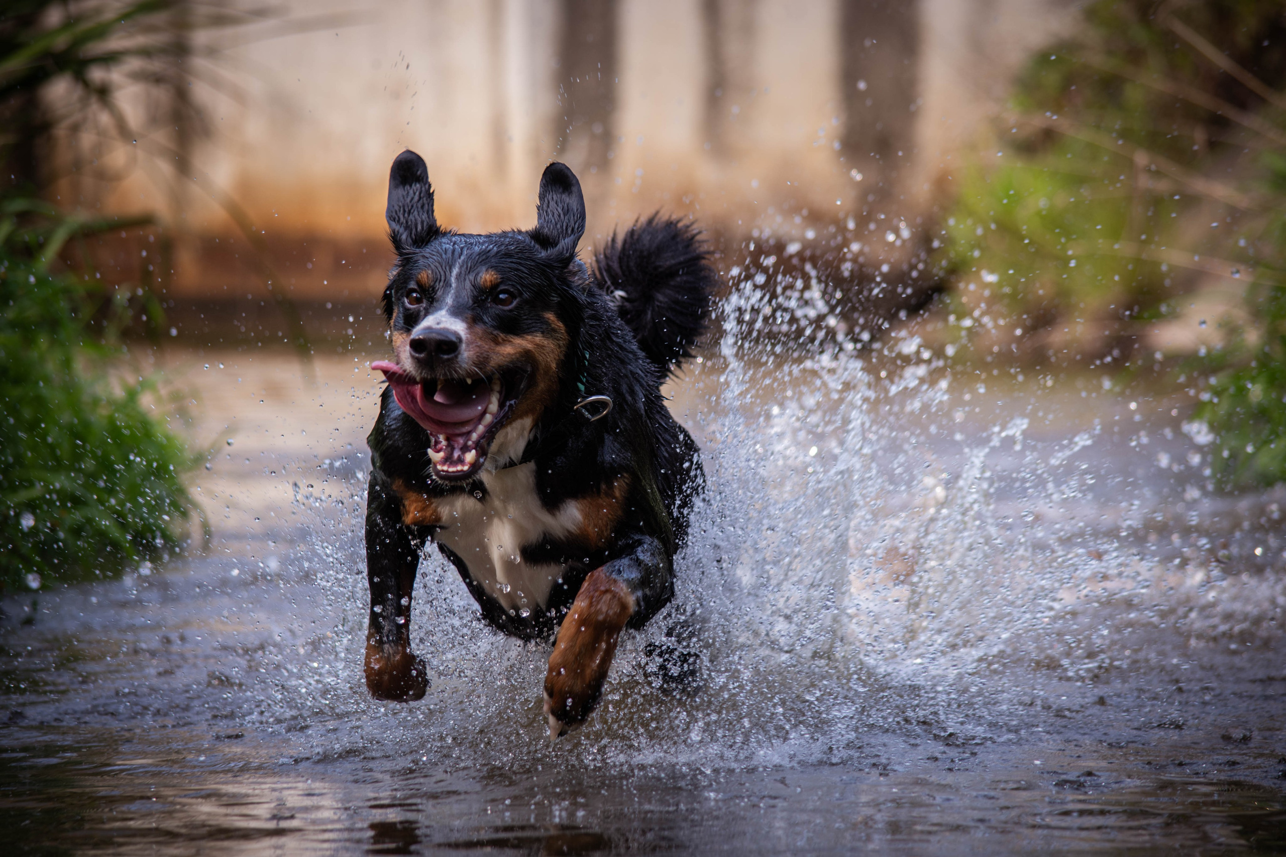 Микки и Юля. Фотограф Светлана Блинова, Москва и Московская область
