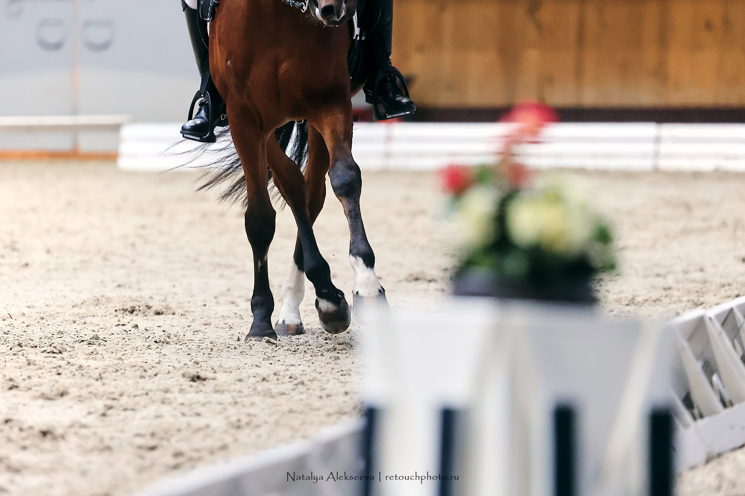 Звезды Евразии по выездке, Минск | 10'2023. Репортажный фотограф и ретушер в Москве Наталья Алексеева