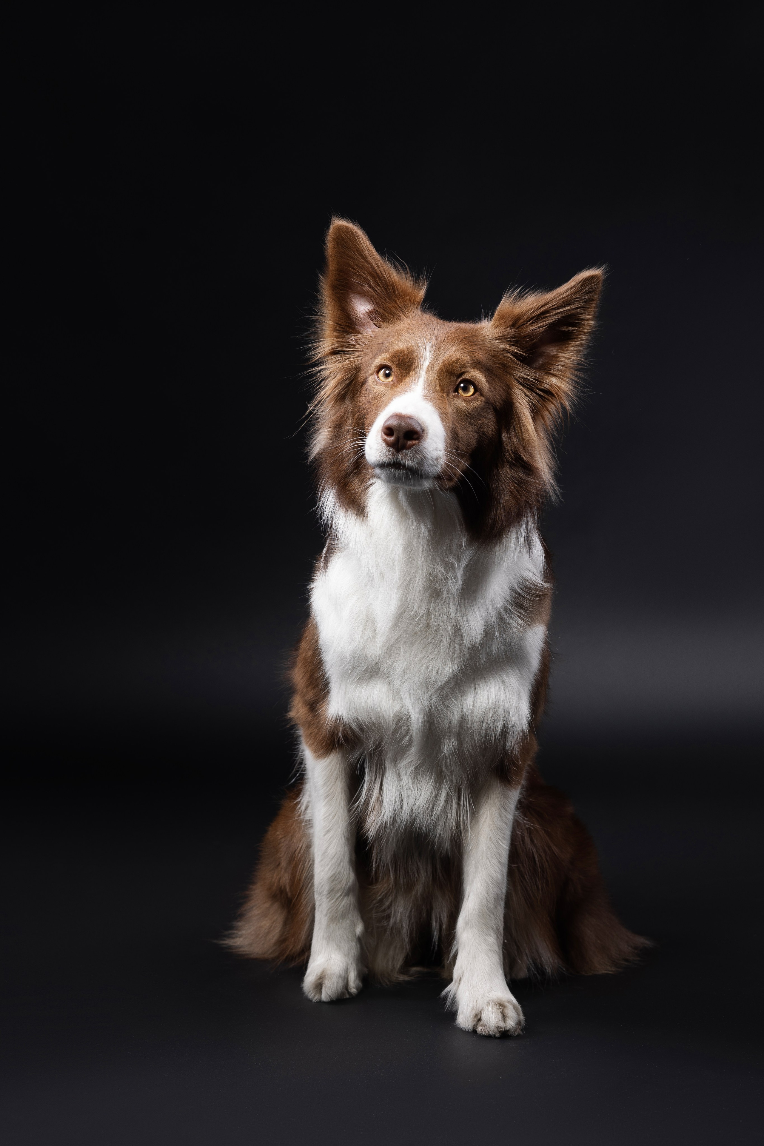 Беатрисс и бордер Вивьен в студии. Фотограф анималист в Москве Майорова Евгения