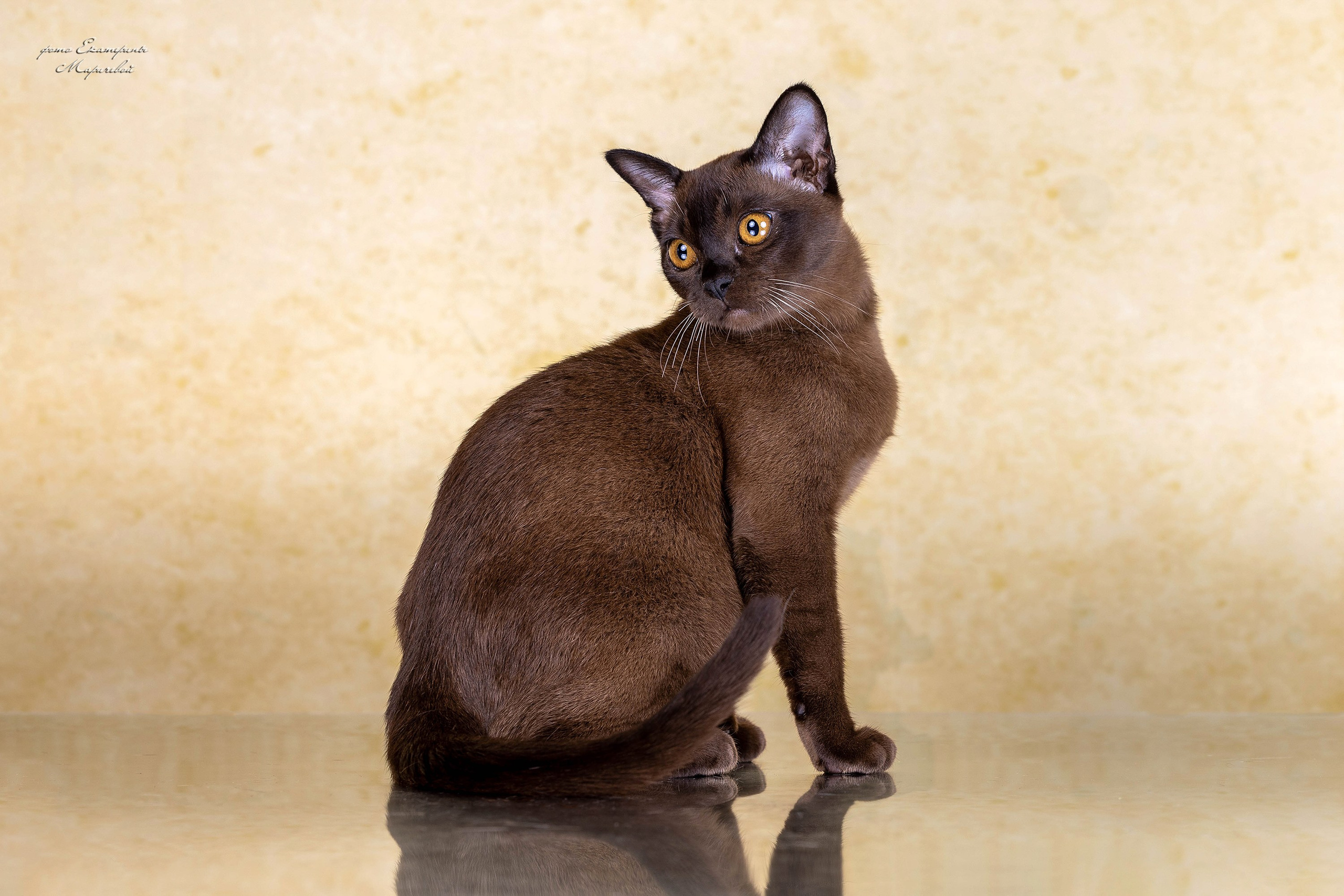 Стендовая съёмка на выставках кошек. Фотограф-анималист в Омске Екатерина Маричева