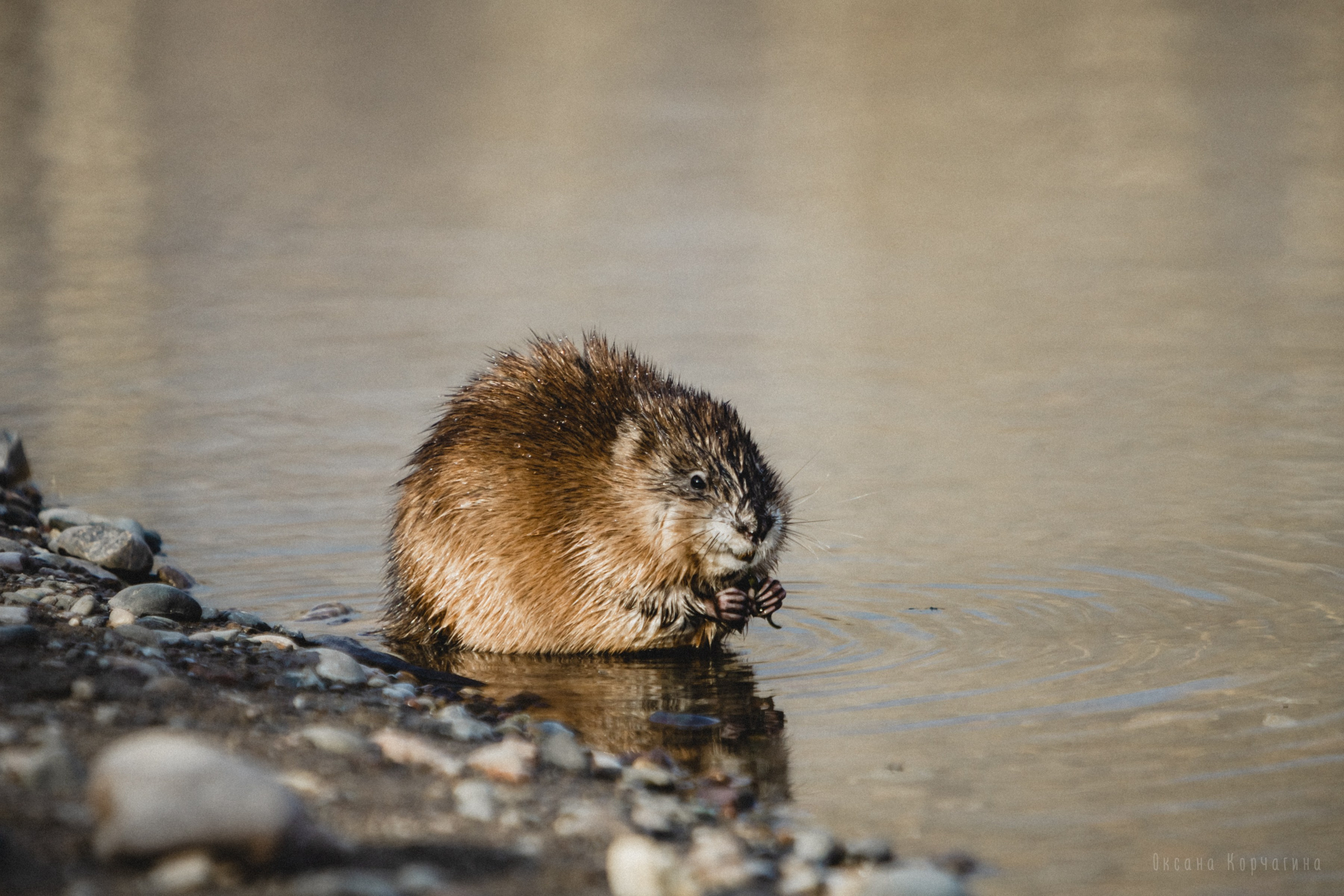 Ондатры. Фотограф в Красноярске Оксана Корчагина