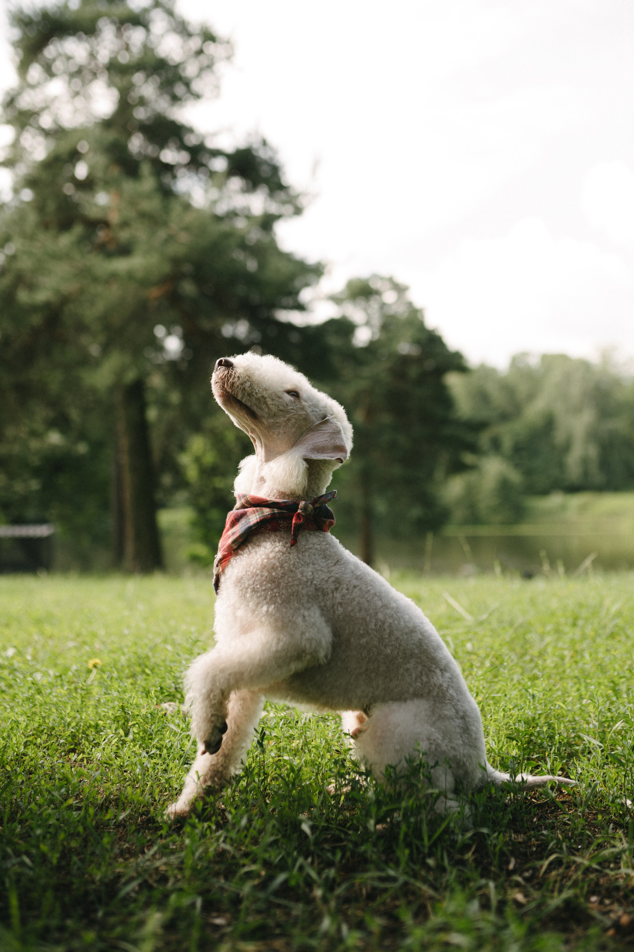 Лиза и Каспер. Фотограф анималист в Москве Ольга Агушева