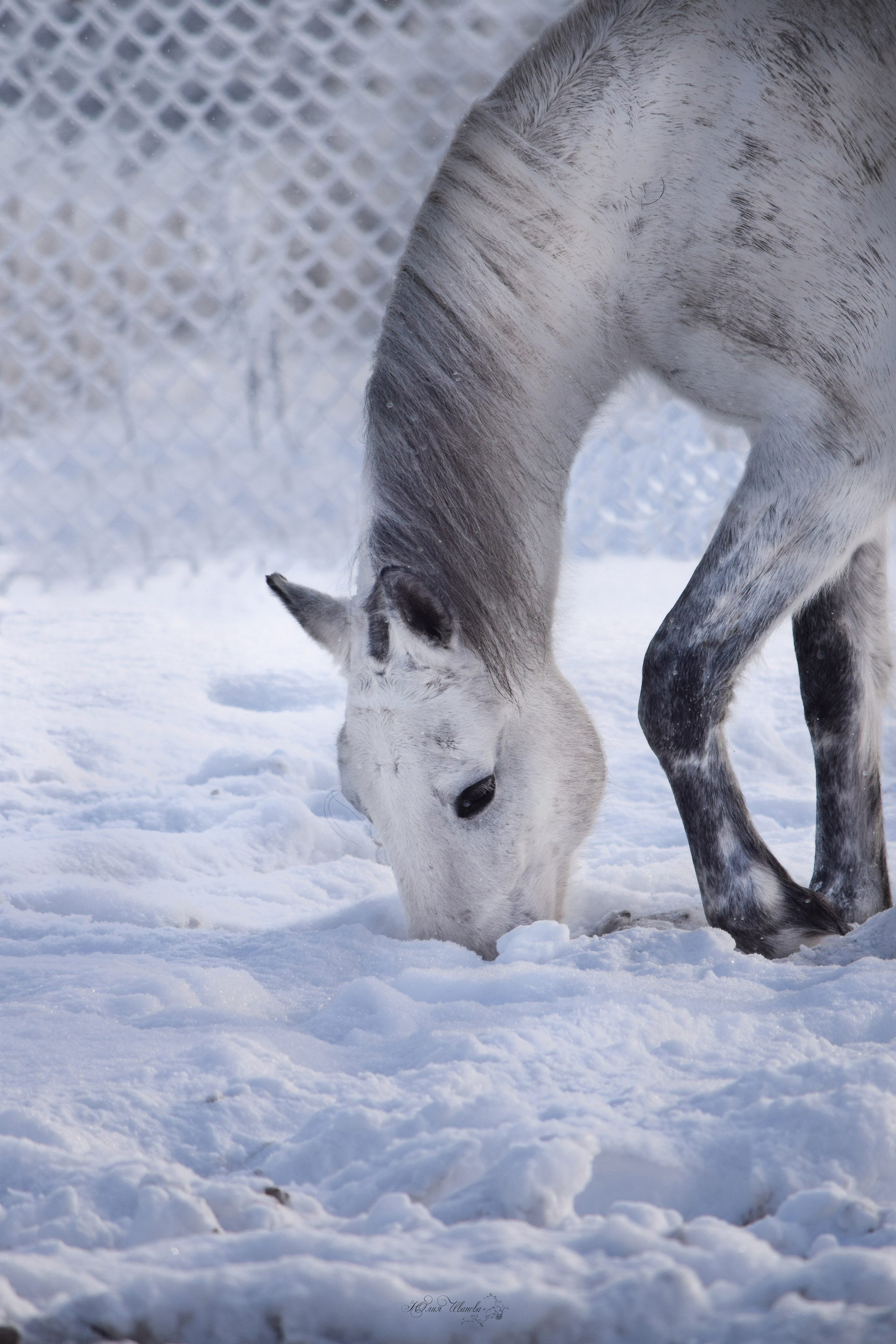 Лошади. Конный фотограф в Саратове Юлия Иванова
