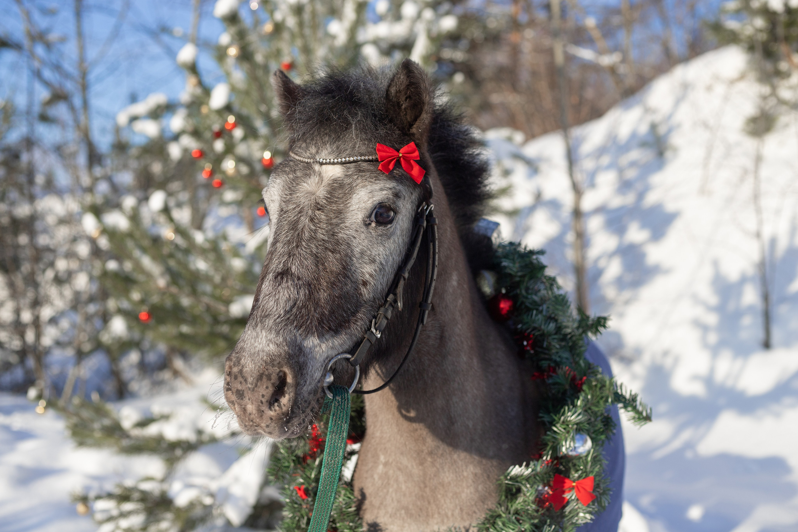 Лошади. Фотосессии с лошадьми в Москве и МО