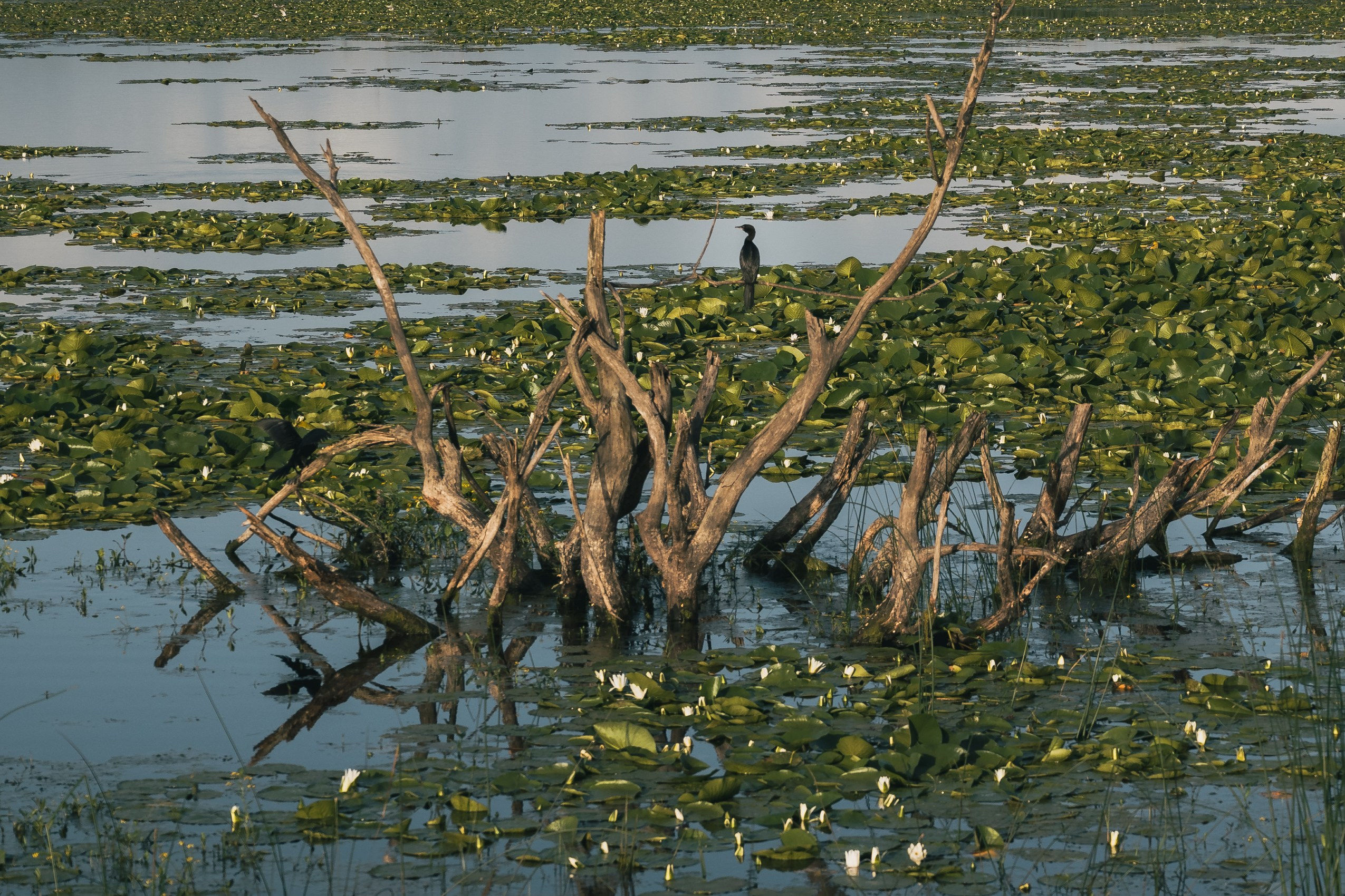 СКАДАРСКОЕ ОЗЕРО. ЧЕРНОГОРИЯ. Фотограф в Белграде Чугреева Елена