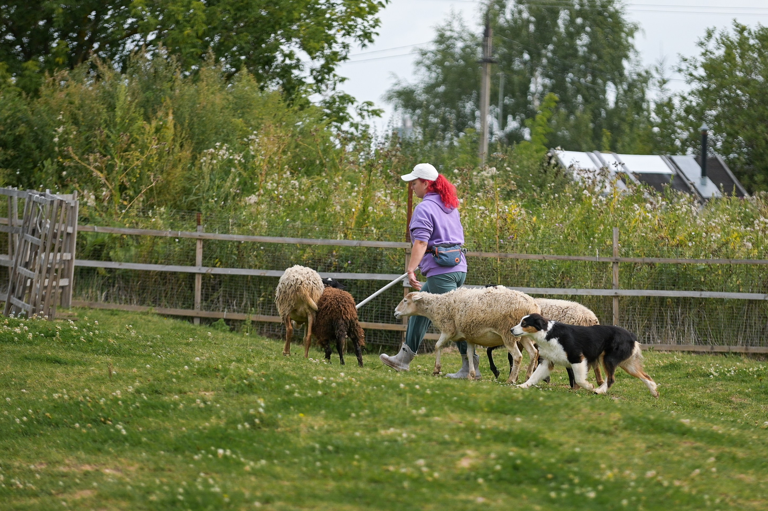 Пастьба собак. Творческий фотограф Вологда