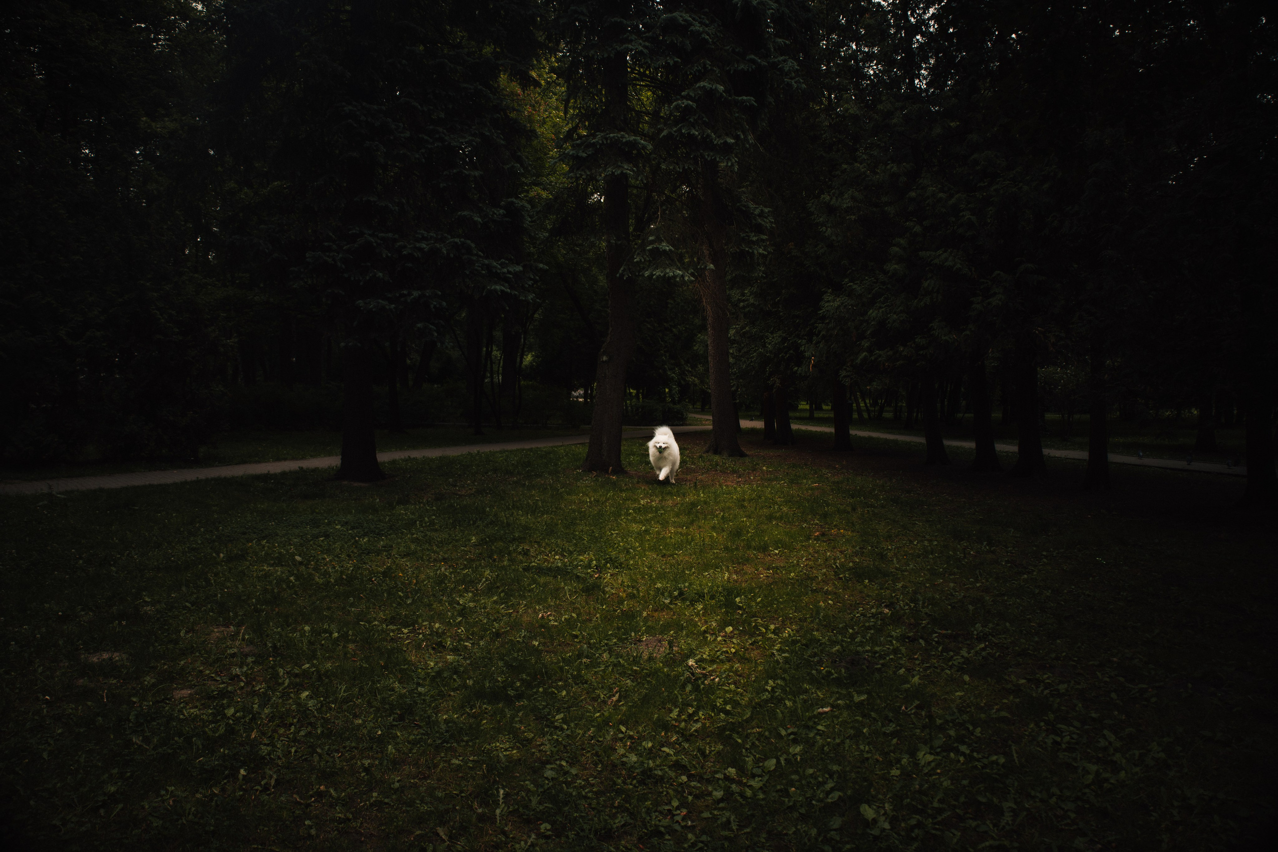Прогулочная фотосессия девушки в парке с собакой самоедом. Фотограф-анималист в Москве Екатерина Тихонова