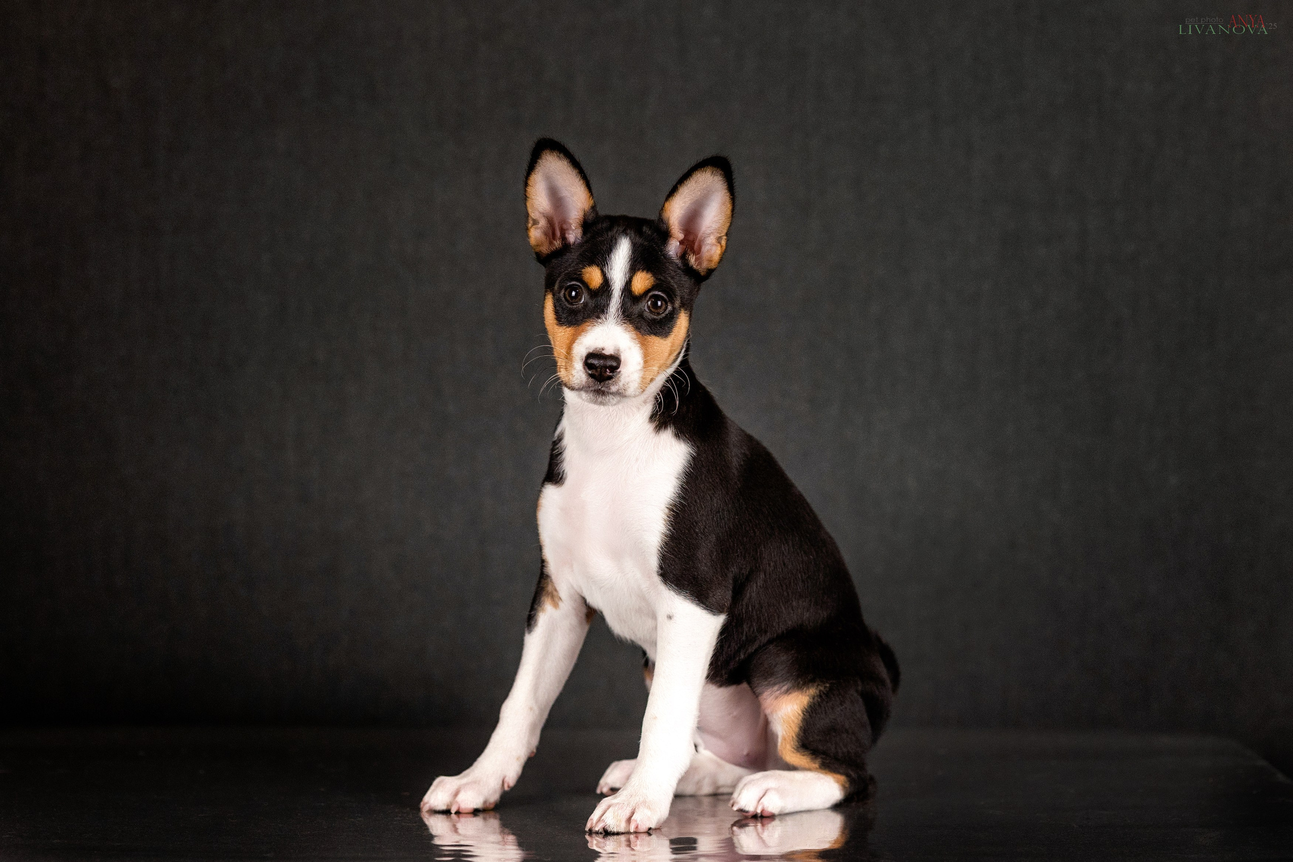 Басенджи. Фотограф анималист Аня Ливанова | Рыбинск