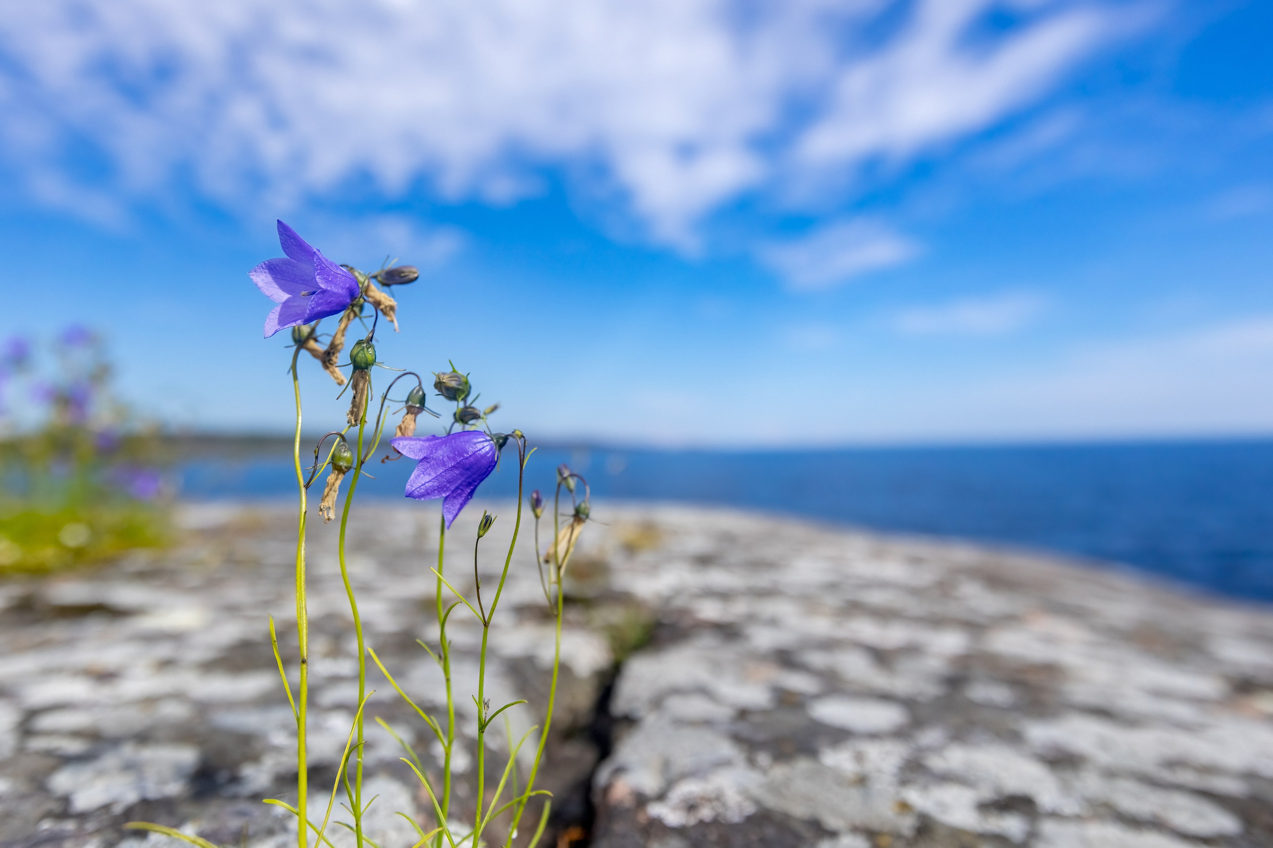 Ладожское озеро. Аэросъемка. Фото и Видео в Карелии. Алексей Фрилунд