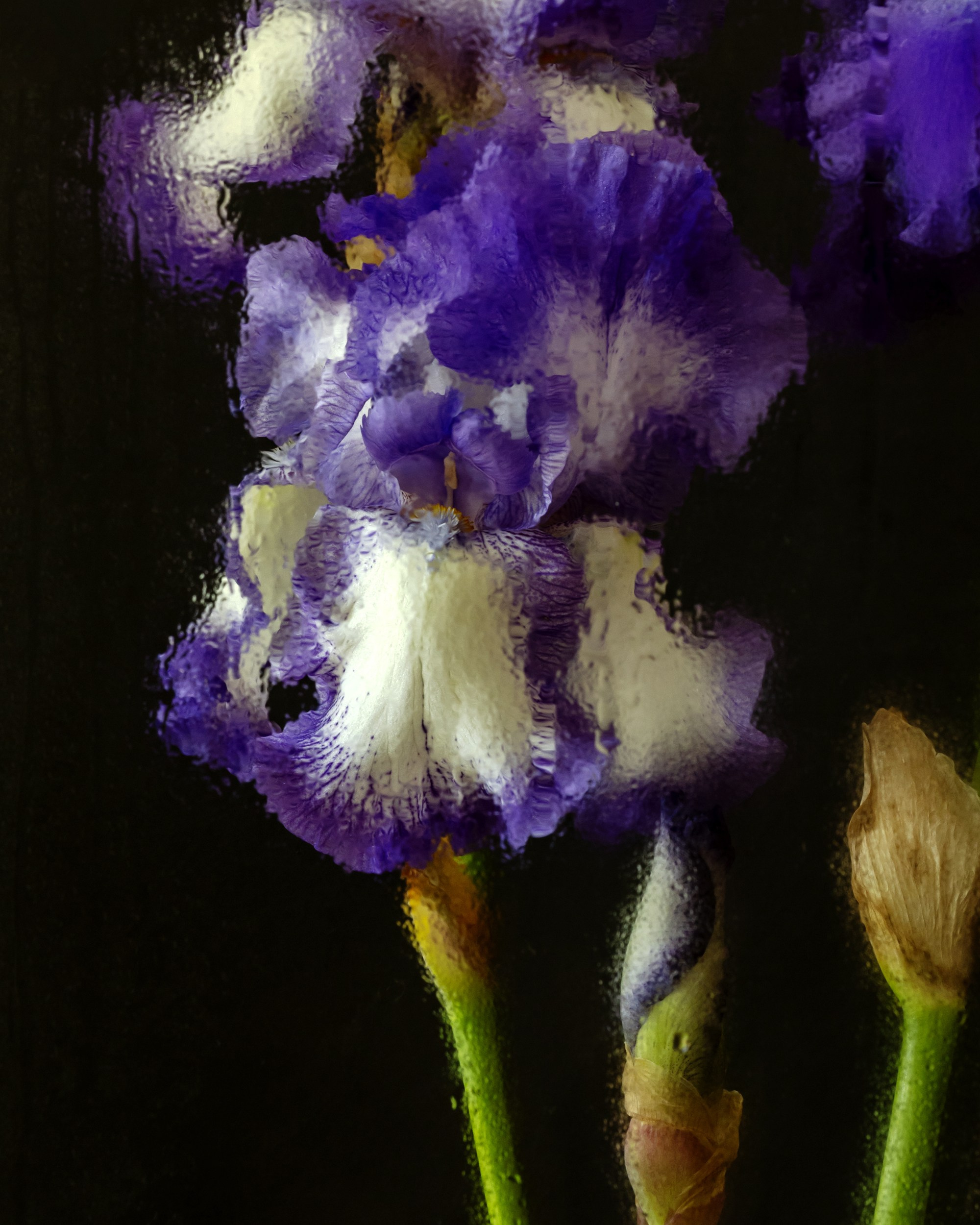 Cold Bloom. Author’s fine art prints with international delivery