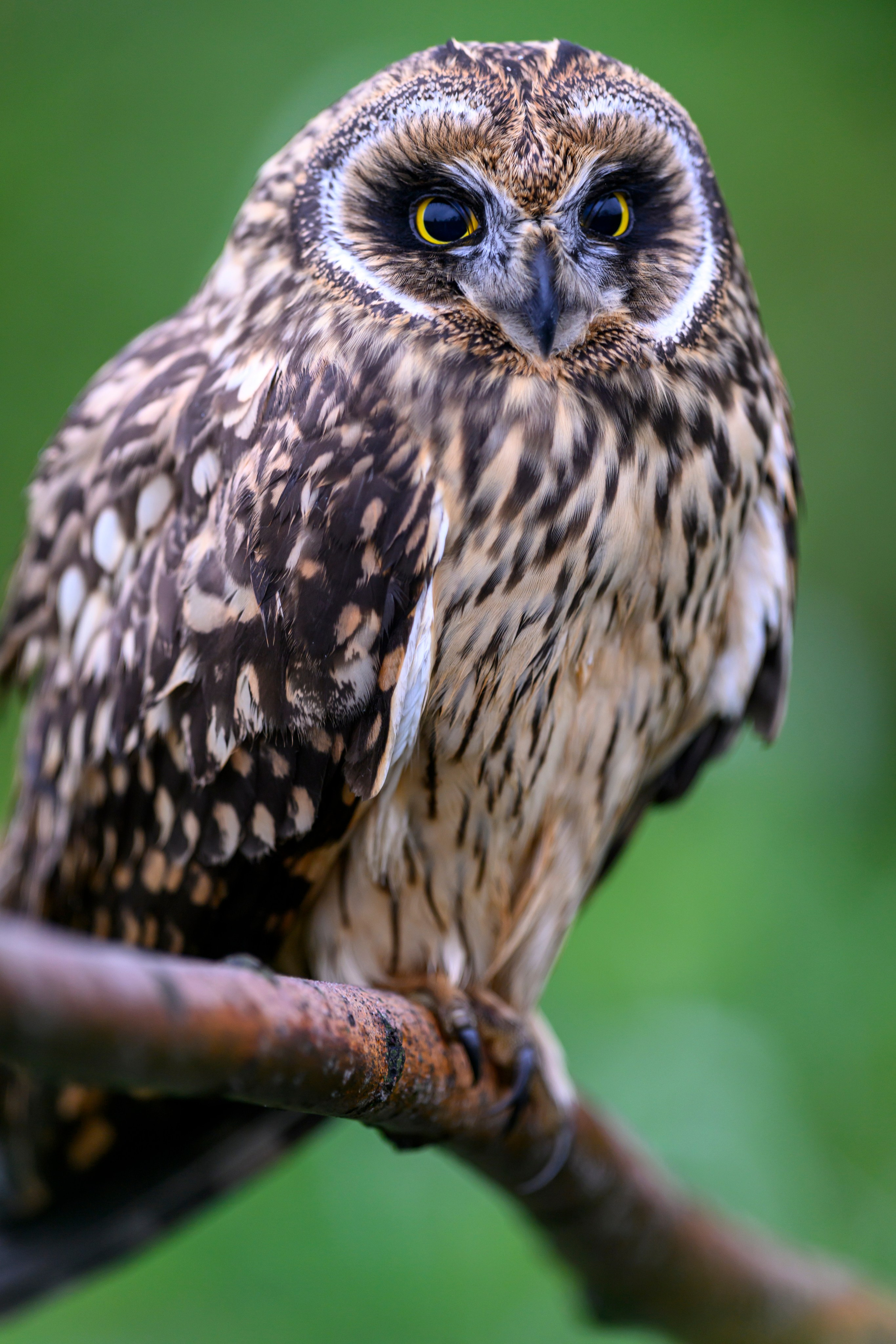 Фотосессия совенка | Owlet photo session. Фотограф Сергей Пупонин