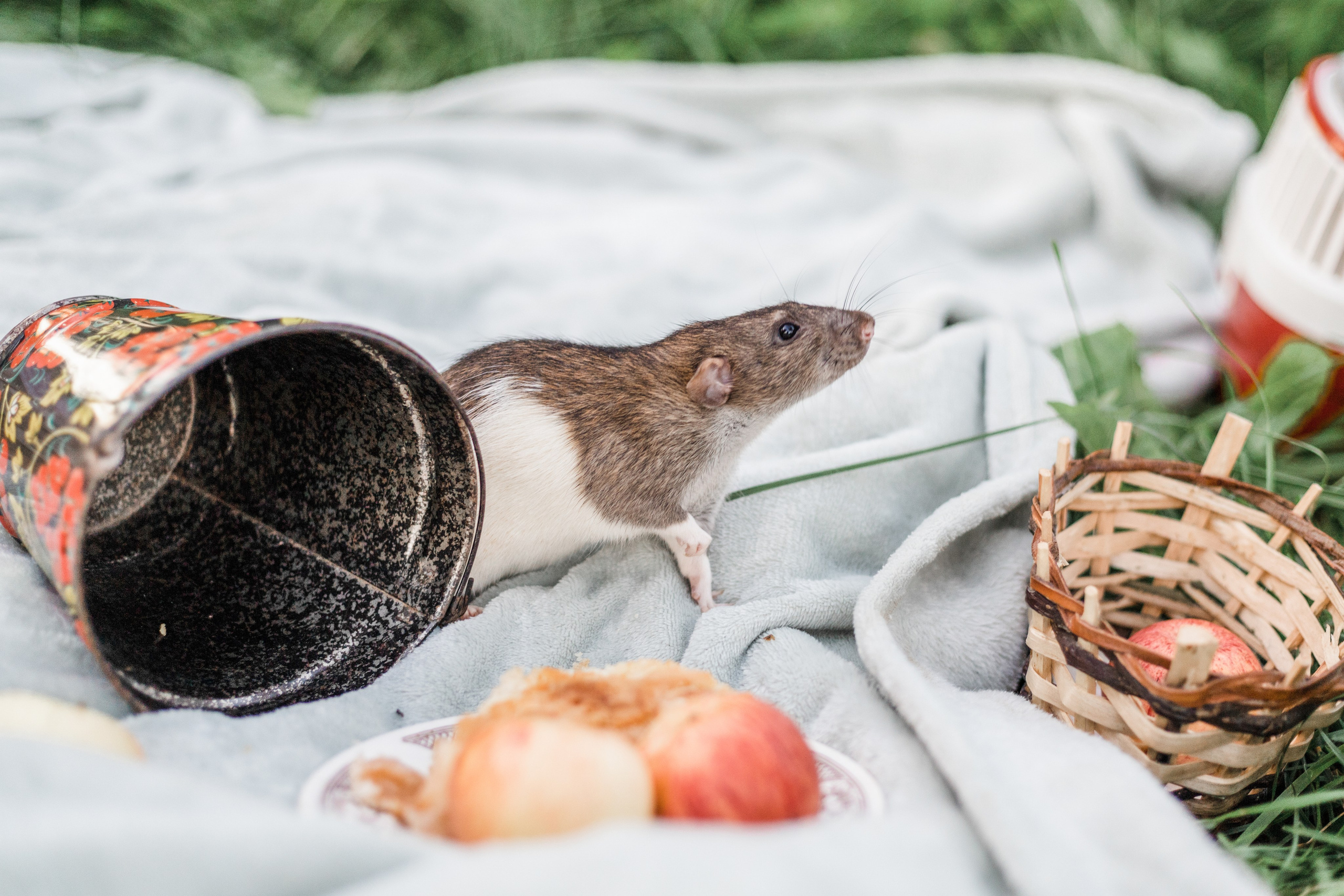 Наташа и её мальчики. Портфолио