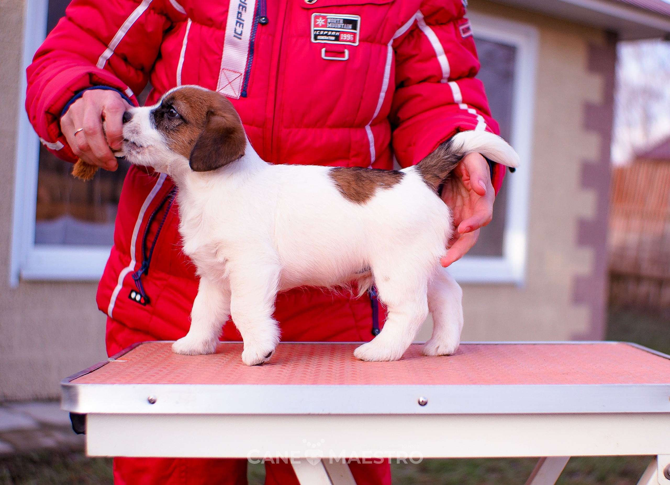 Мальчик 2. Кобель бело-рыжий. Джек рассел терьер щенок. КАНЕ МАЭСТРО — питомник Джек рассел терьеров