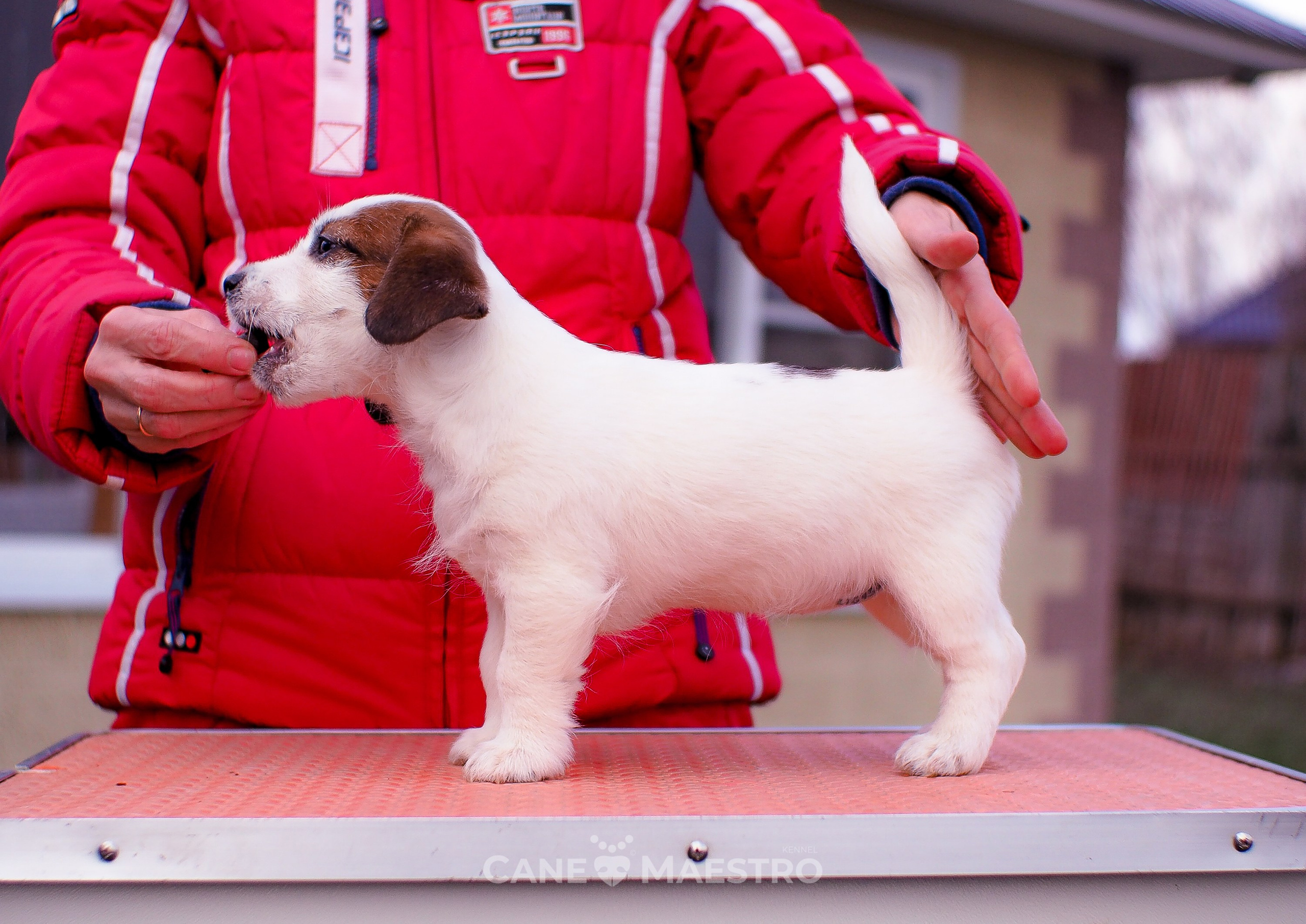 3_Девочка_СНЕЖНАЯ_Ц. CANE MAESTRO — kennel Jack Russell Terrier