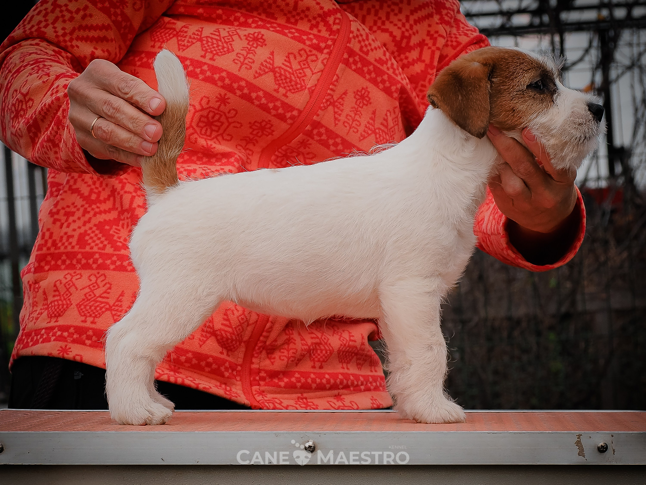 Сука2_БР_27_08_25. CANE MAESTRO — kennel Jack Russell Terrier