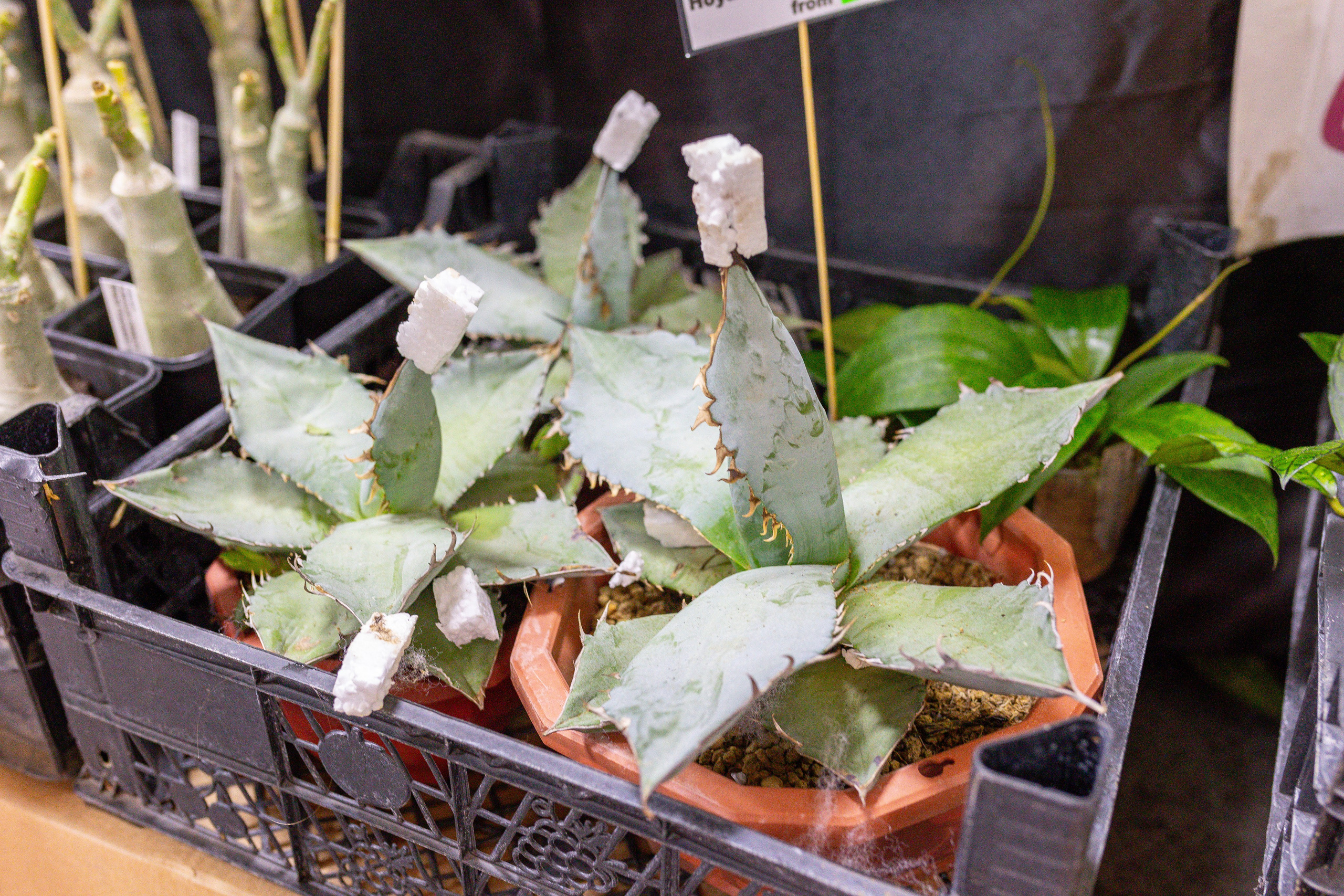 Монстериум 11–12 октября. Александра Куликова фотограф, Москва