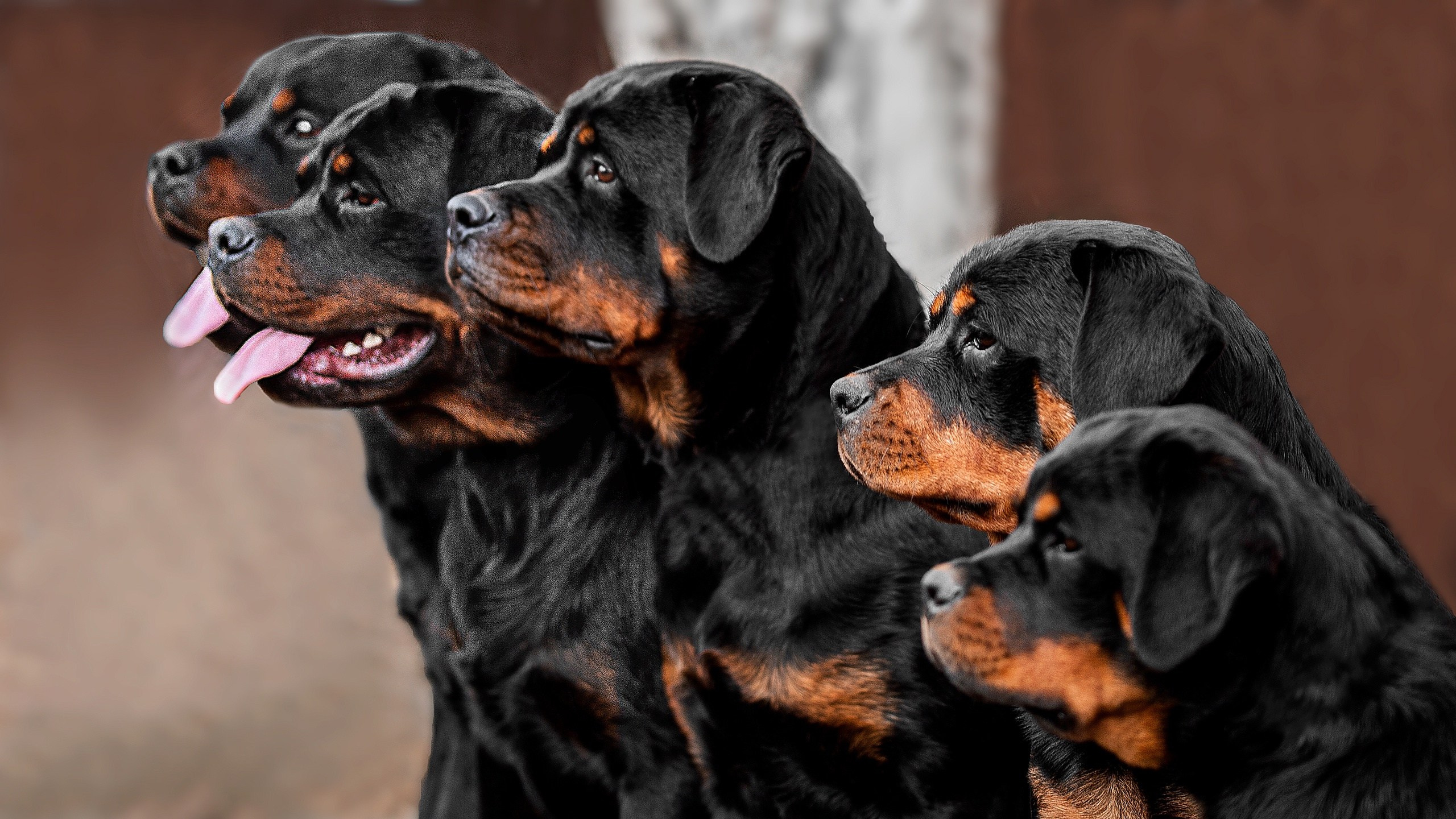 Собаки. FASHION ФОТОГРАФ КАЗАНЬ