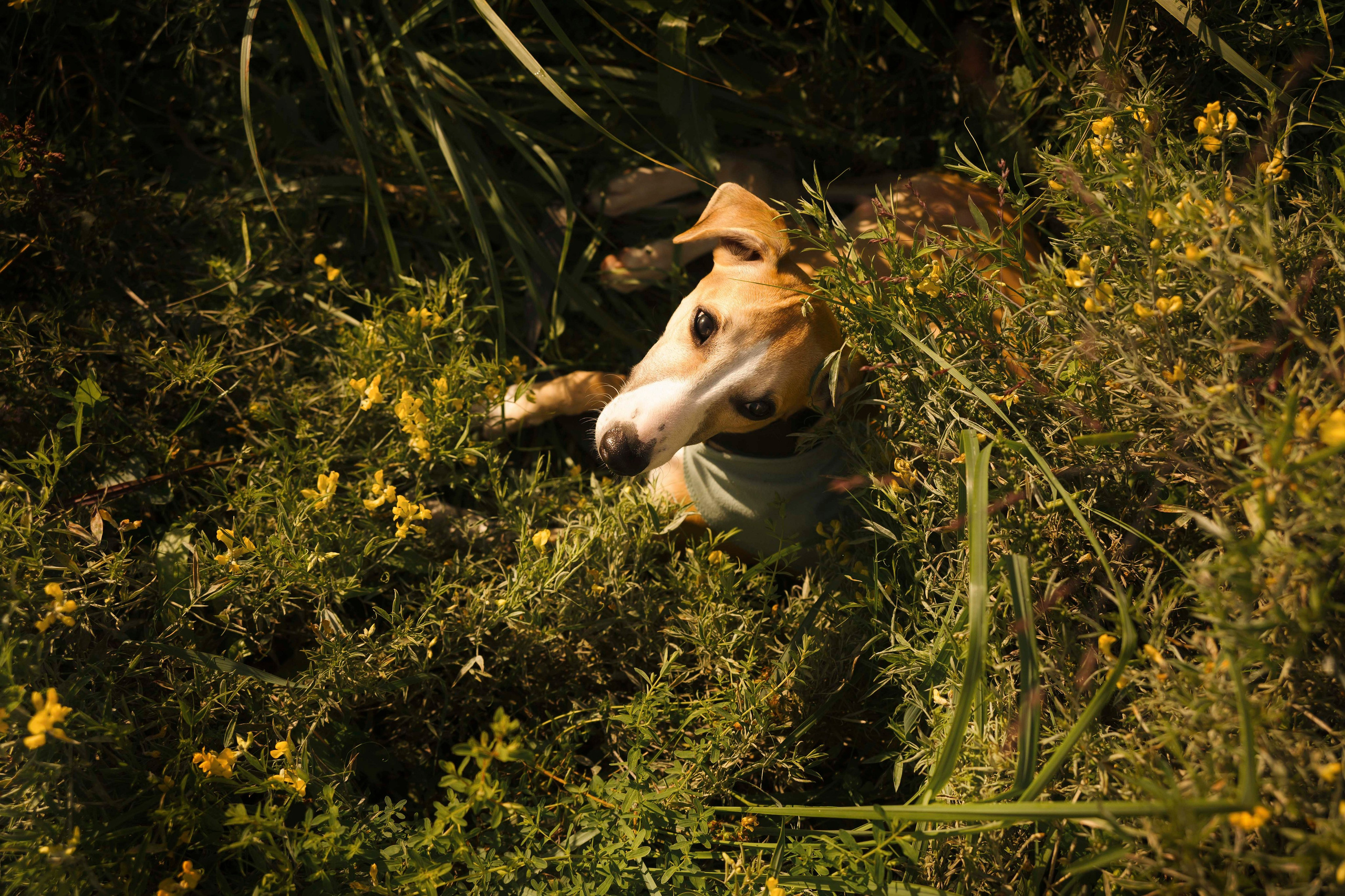 Нева и Персей. Фотограф- анималист Александра Матвеева