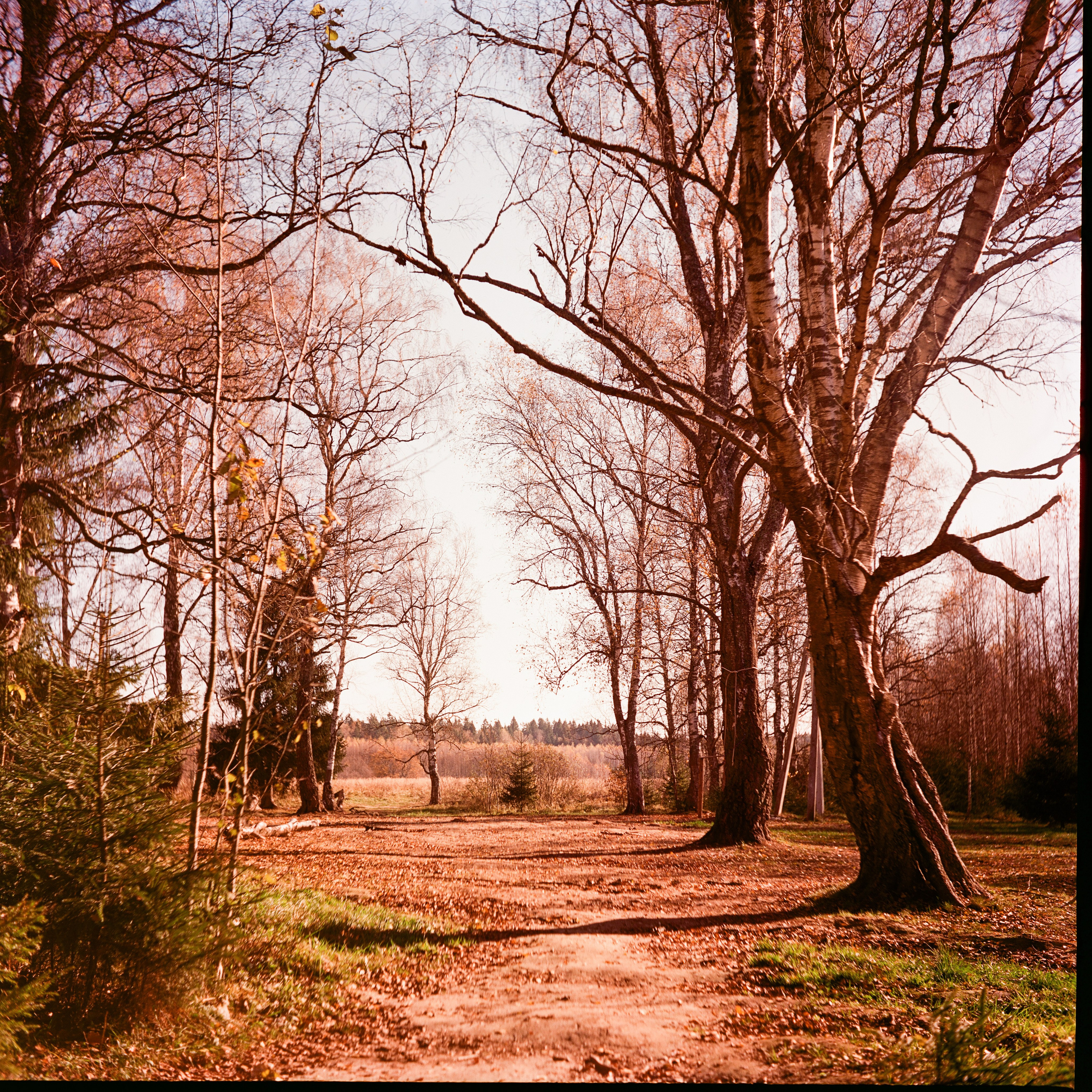 Yashica 635 / Kodak Aerocolor IV / октябрь 2024 года Лукино