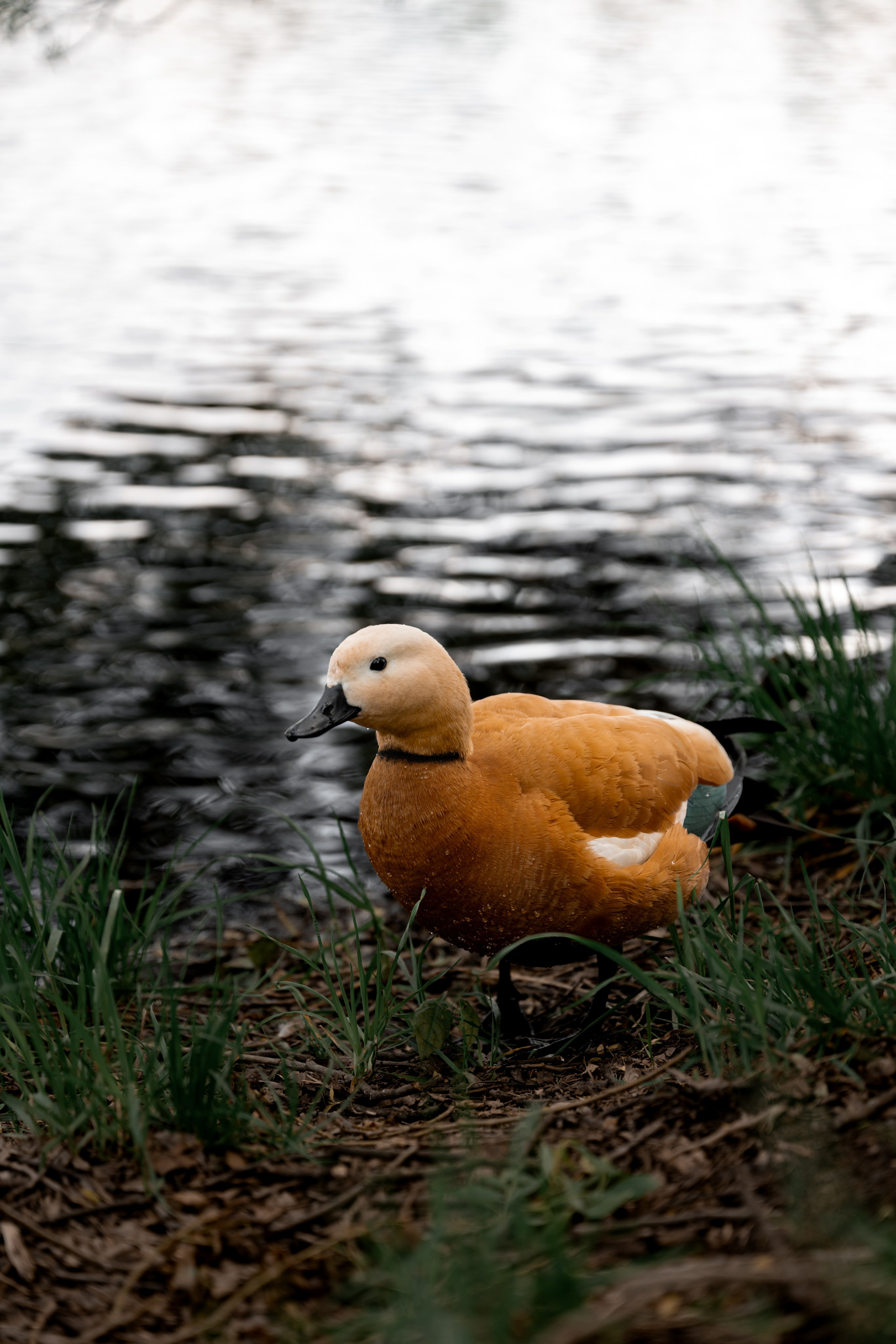 Анна Литвиненко. Фотограф Анастасия Егорова