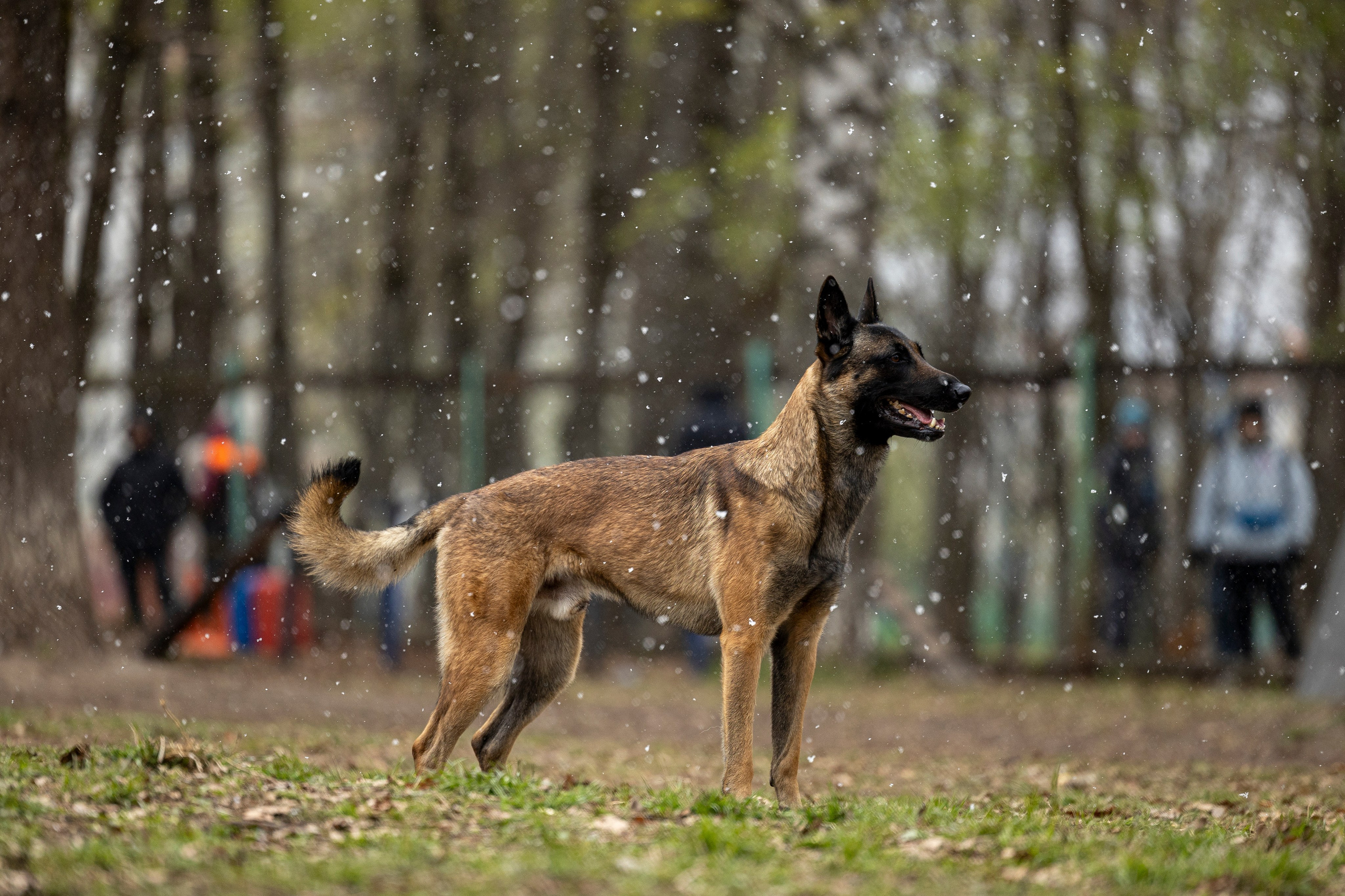Квалификационные состязания по мондьорингу г. Вологда 11.05.24. Фотограф-анималист Анна Маринич