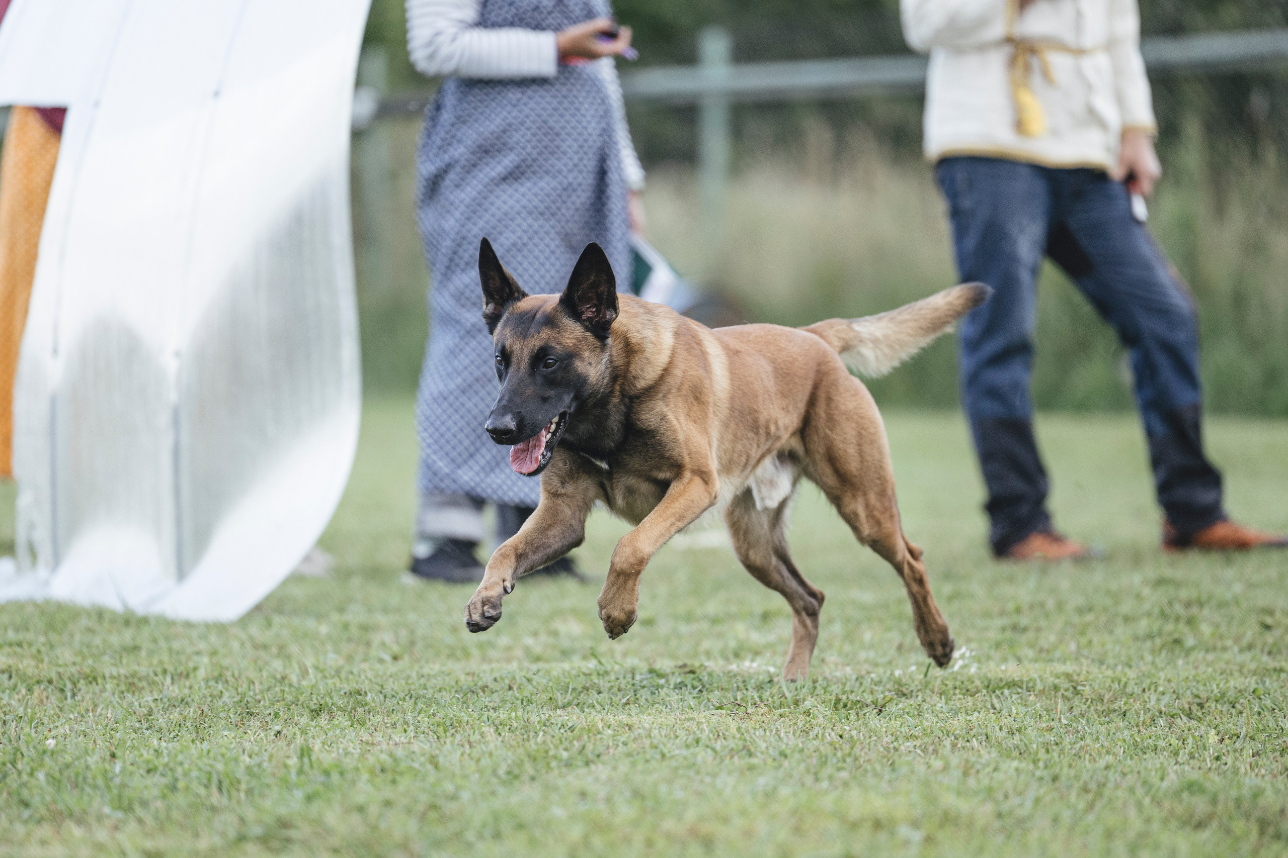 08.08.25-10.08.25 ЧР по мондьорингу г. Вологда. Фотограф-анималист Анна Маринич