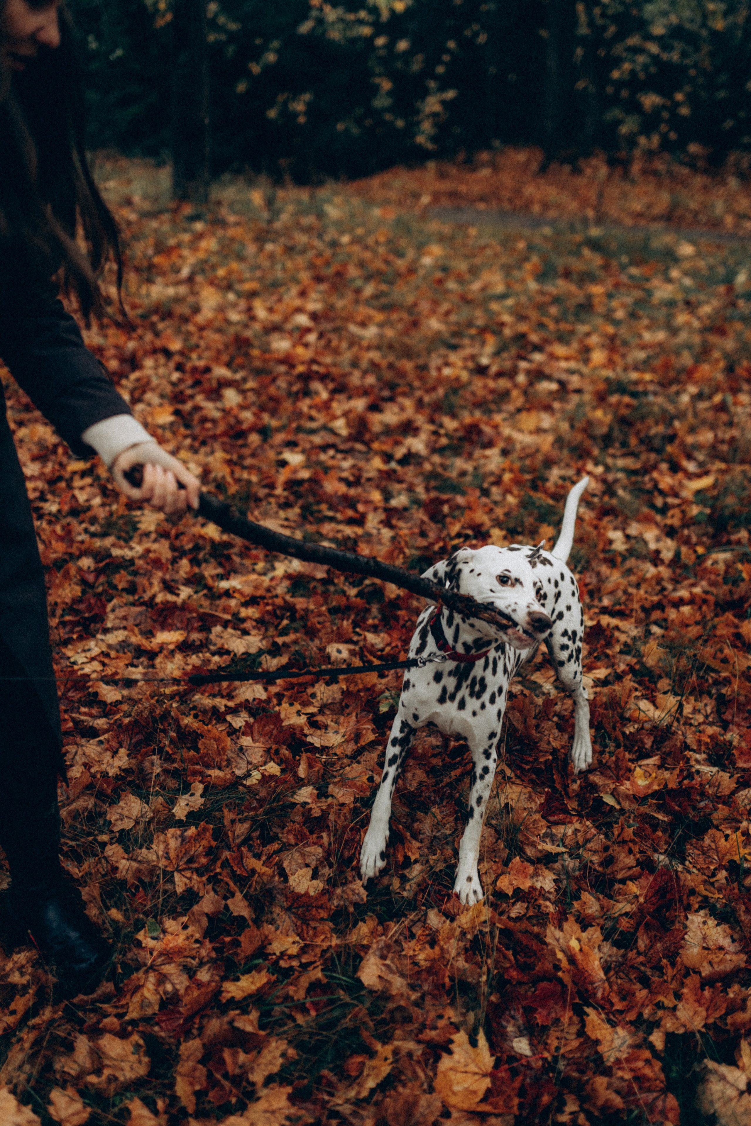 Анфиса & Нисма. Фотограф НОГИНСК, Москва, Анастасия Белая