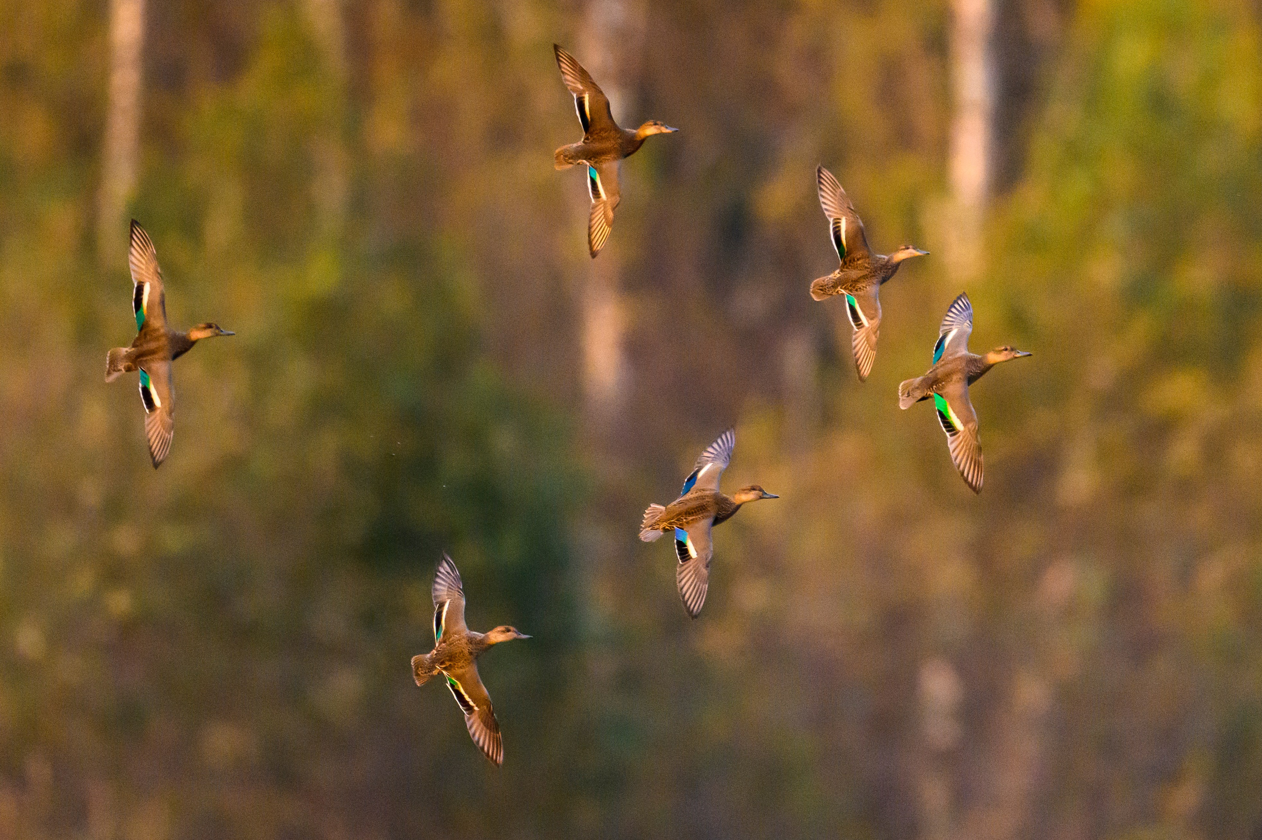 Утки. The ducks. Wildlife photography by Sergey Puponin