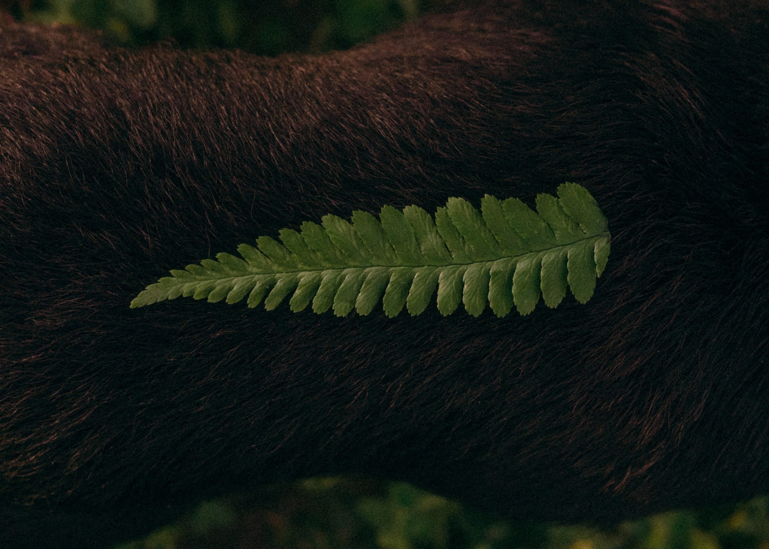 Оксана, Кирилл и Кеша. Фотограф-анималист Ксения Воробьева, Москва