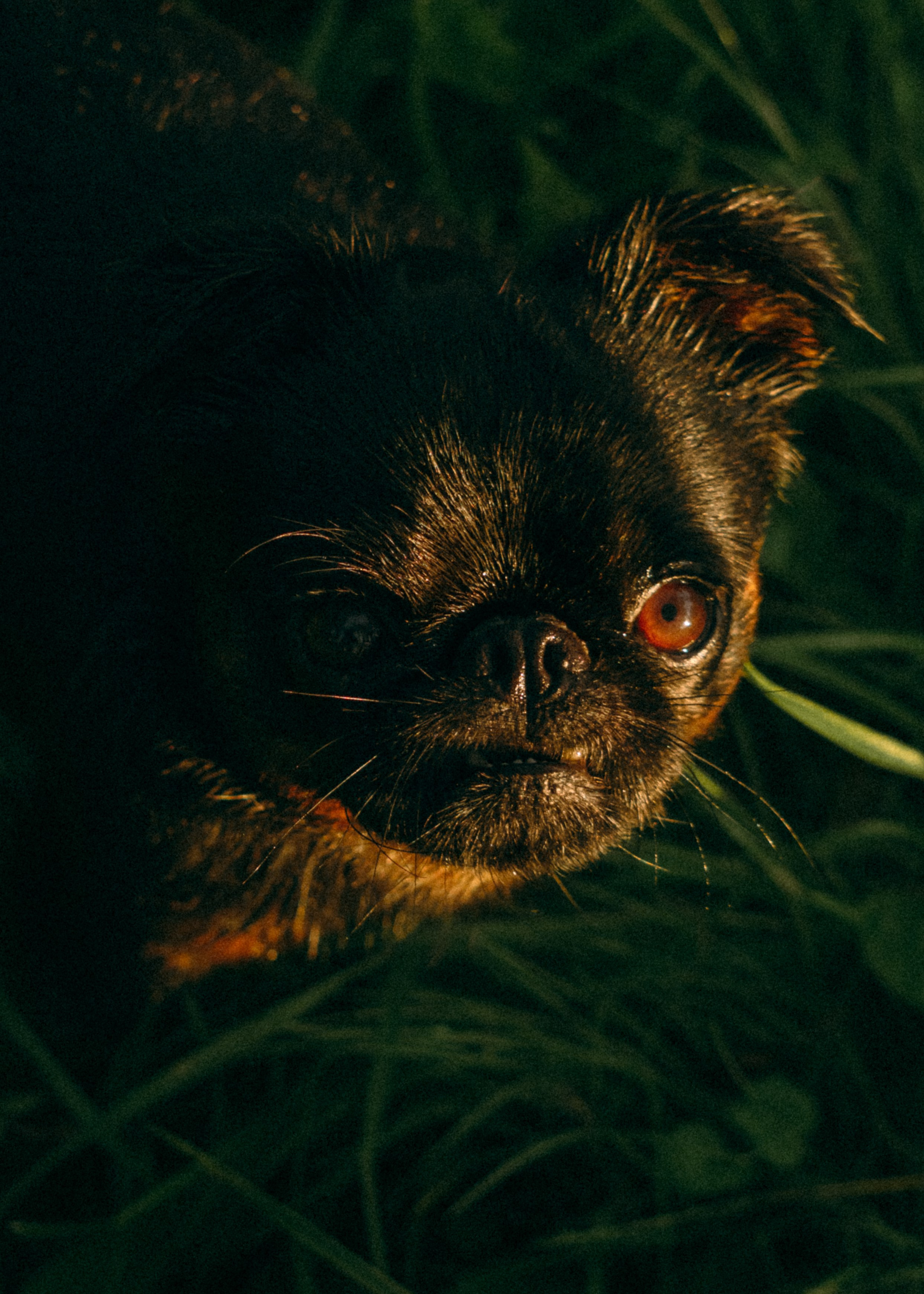 Оксана, Кирилл и Кеша. Фотограф-анималист Ксения Воробьева, Москва