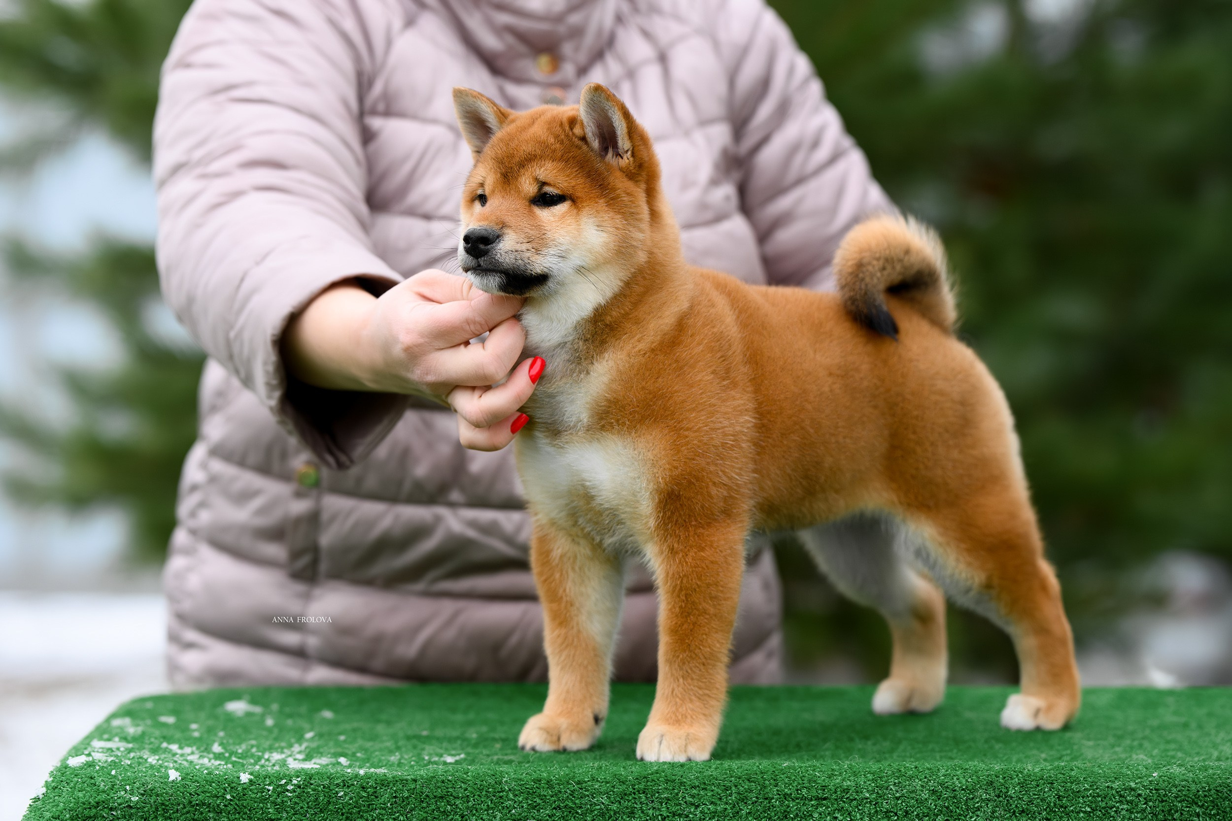 SHIBA. SHIOMARU Shiba and Akita Inu Kennel