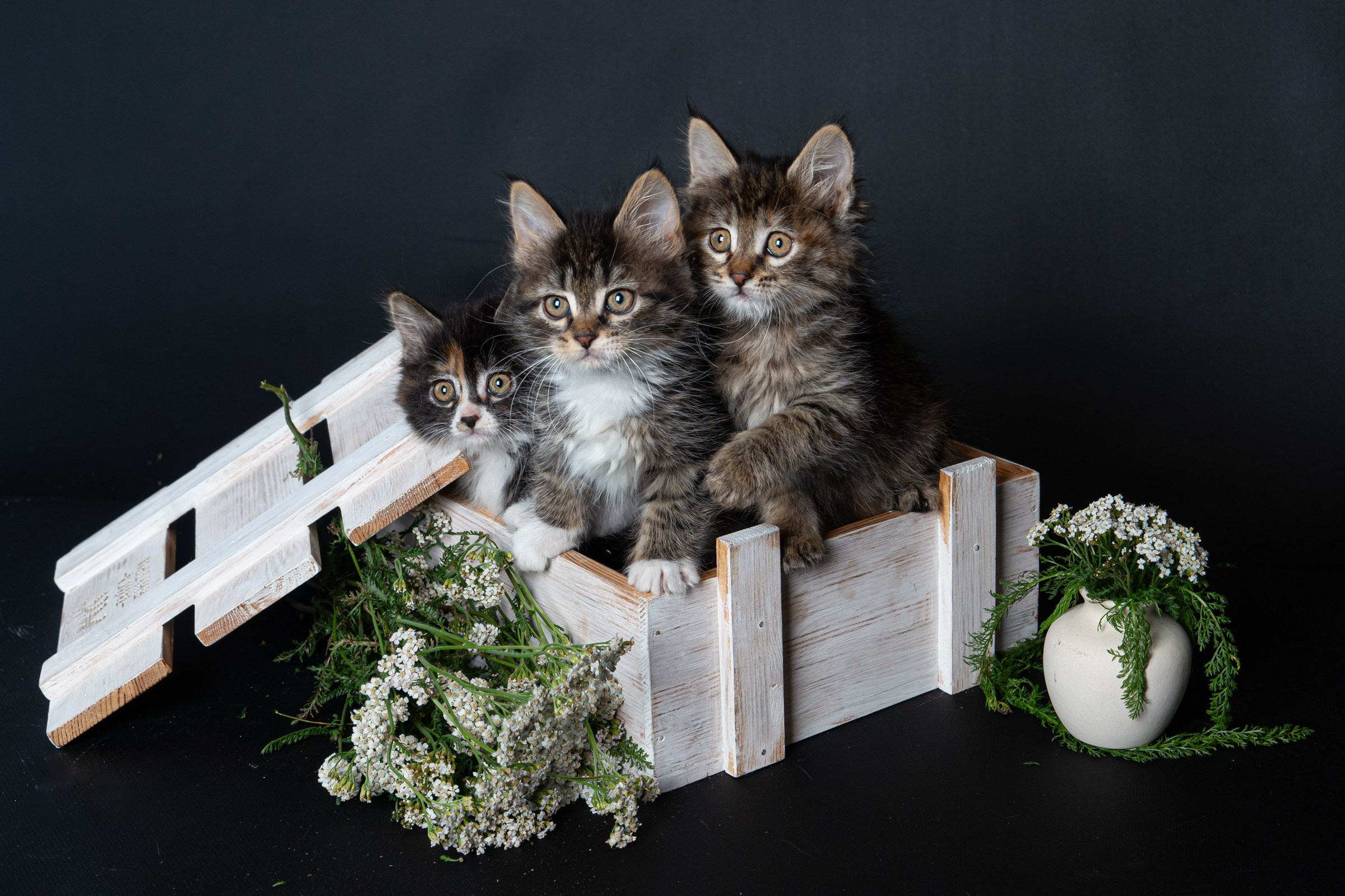 Курильский бобтейл. Фотограф на Камчатке Анна Моргачёва. Семейные и детские съёмки