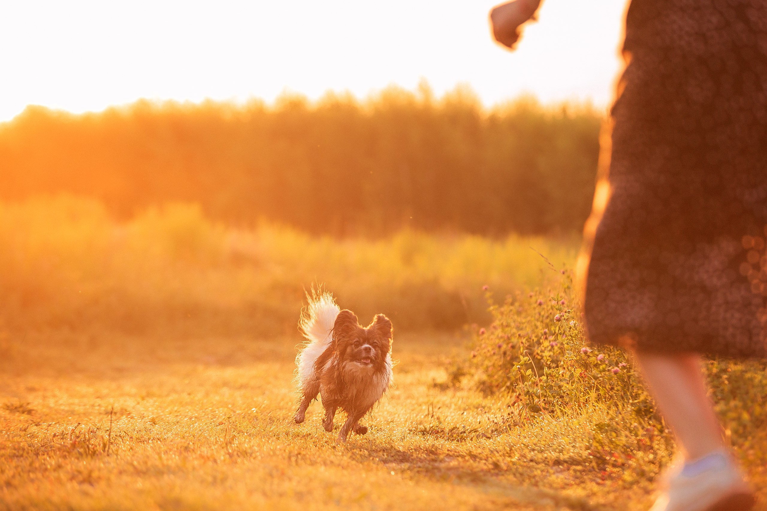 Таня и команда на рассвете. Фотограф анималист Кузнецова Анна Нижний Новгород