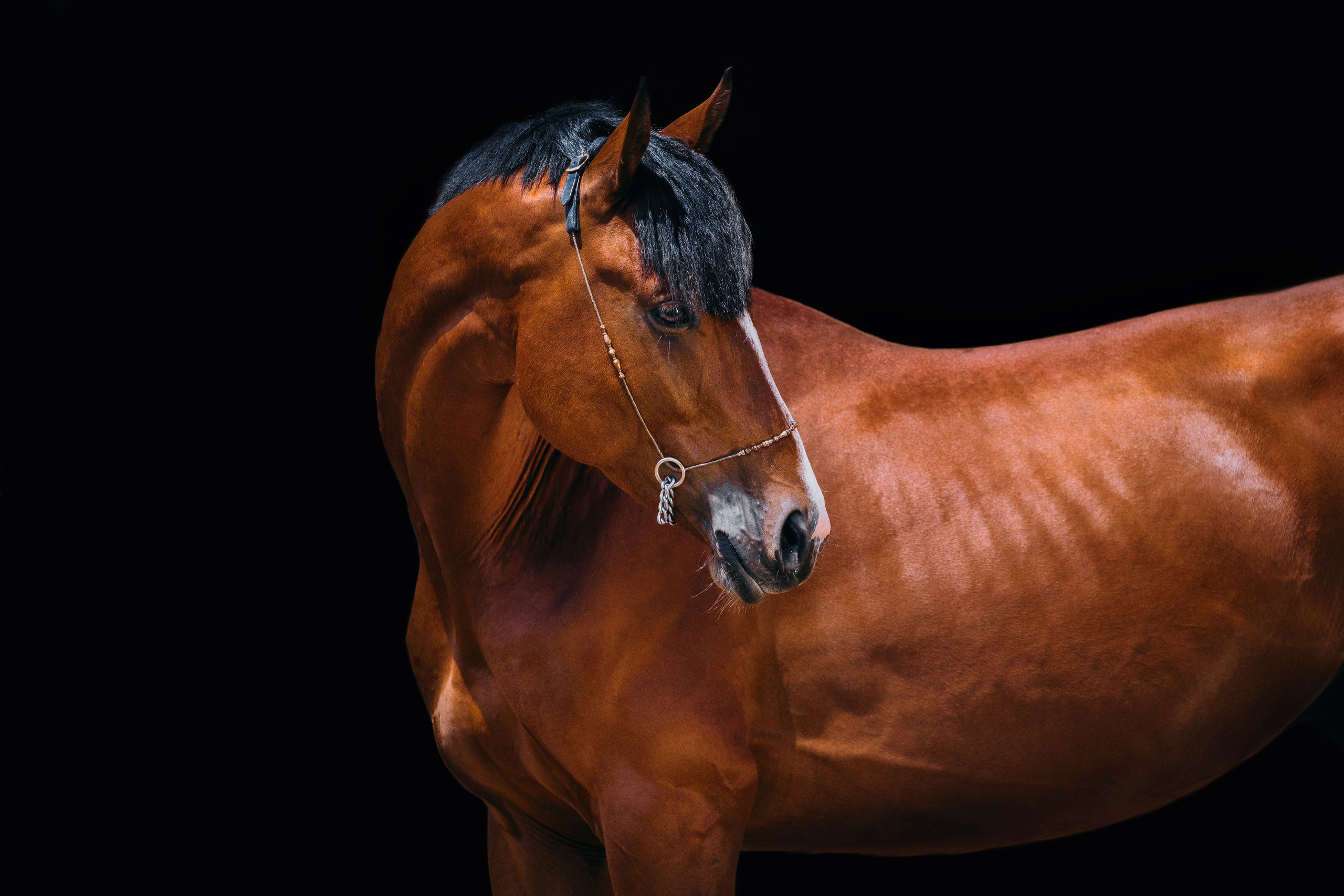 На черном фоне. Фотограф-анималист Ксендзова Кристина