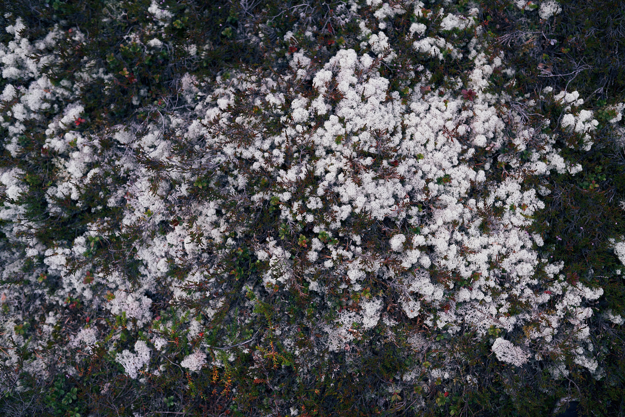 Путешествие на Север в 2019 году. Внедорожные путешествия — OFFROADTRIP