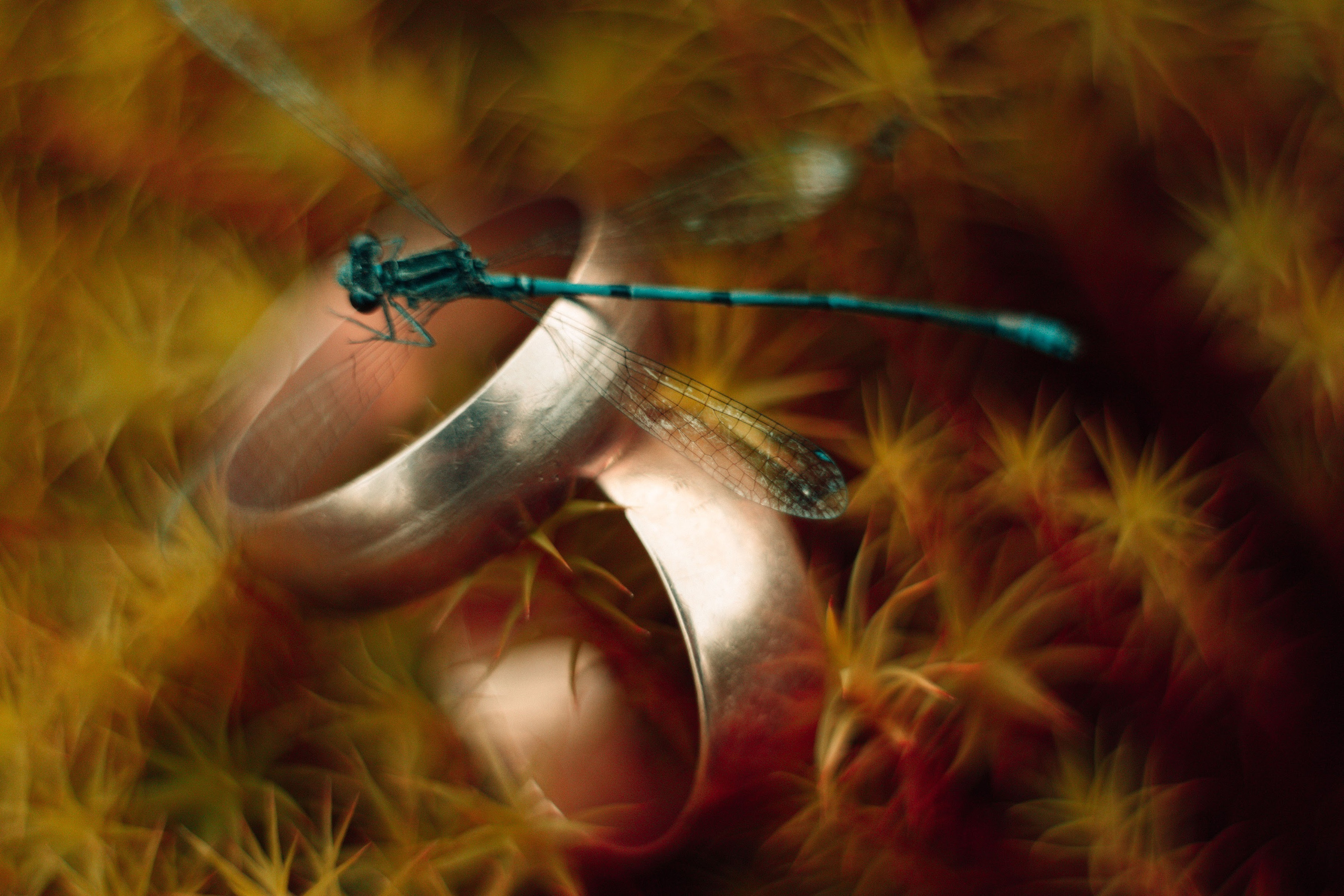 Александр&Олеся. Фотограф Виталий Верескун. Козельск-Калуга