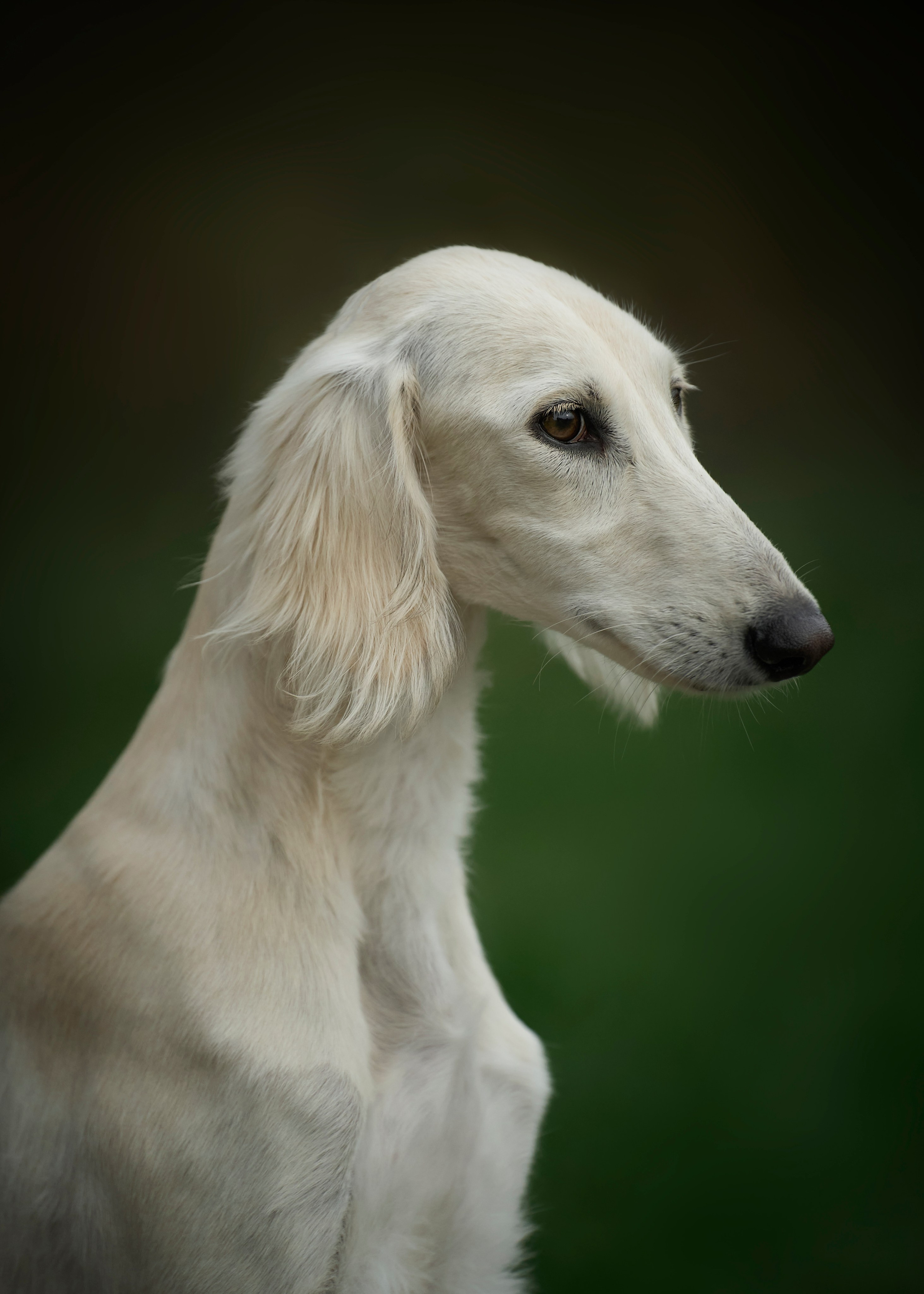фотосессия собак краснодар выставка собак фотограф анималист сочи - Салюки 