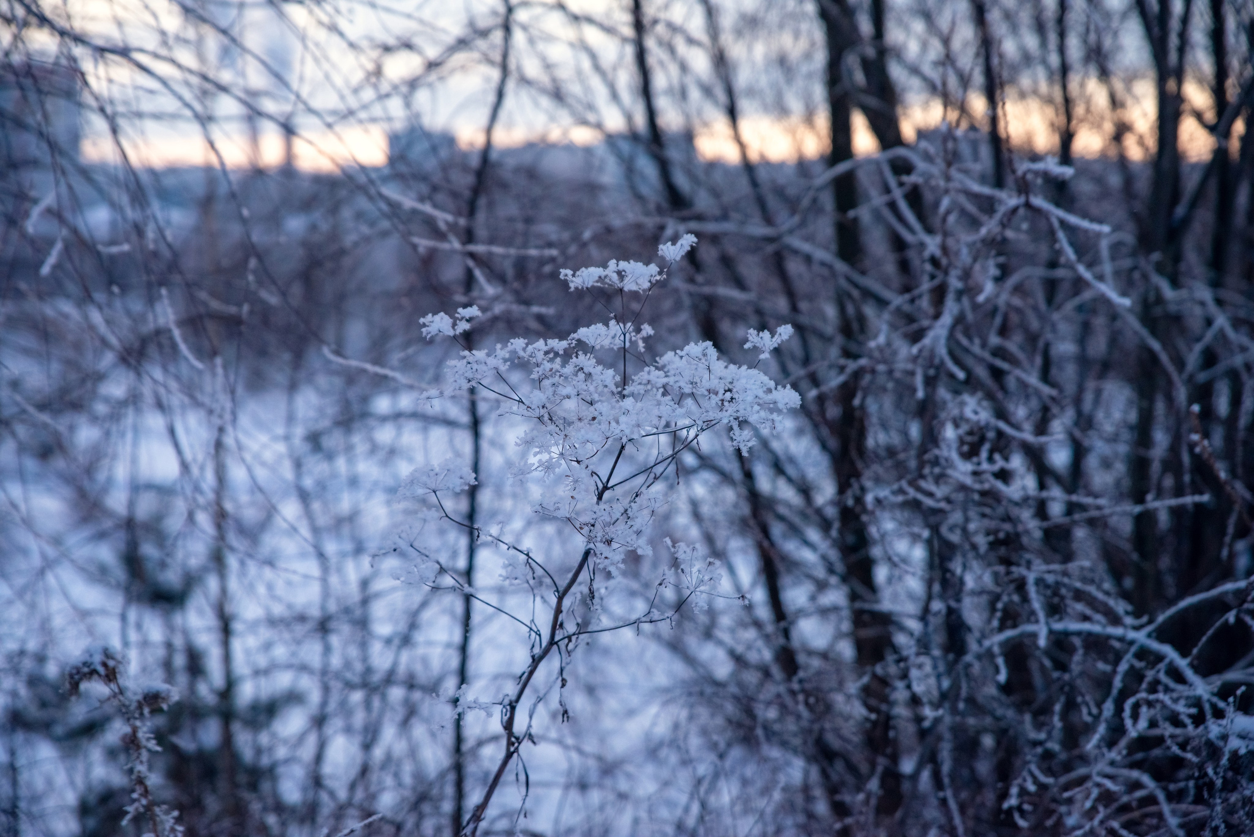 Зимушка зима. Фотограф Крещение Венчание Москва