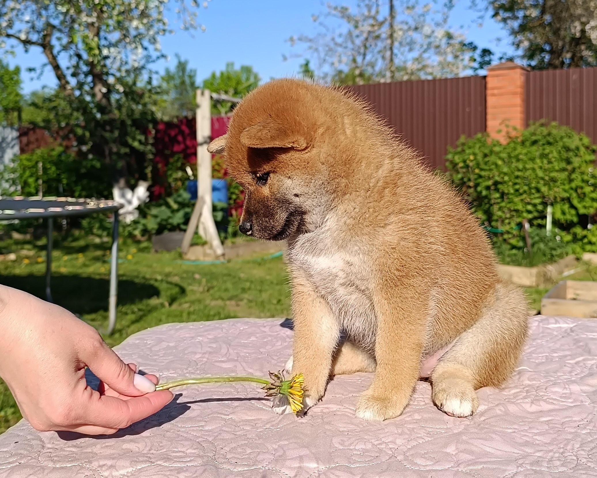 сиба питомник Рубилайт щенки на продажу rubylight  сиба щенки купить СПб Санкт-Петербург