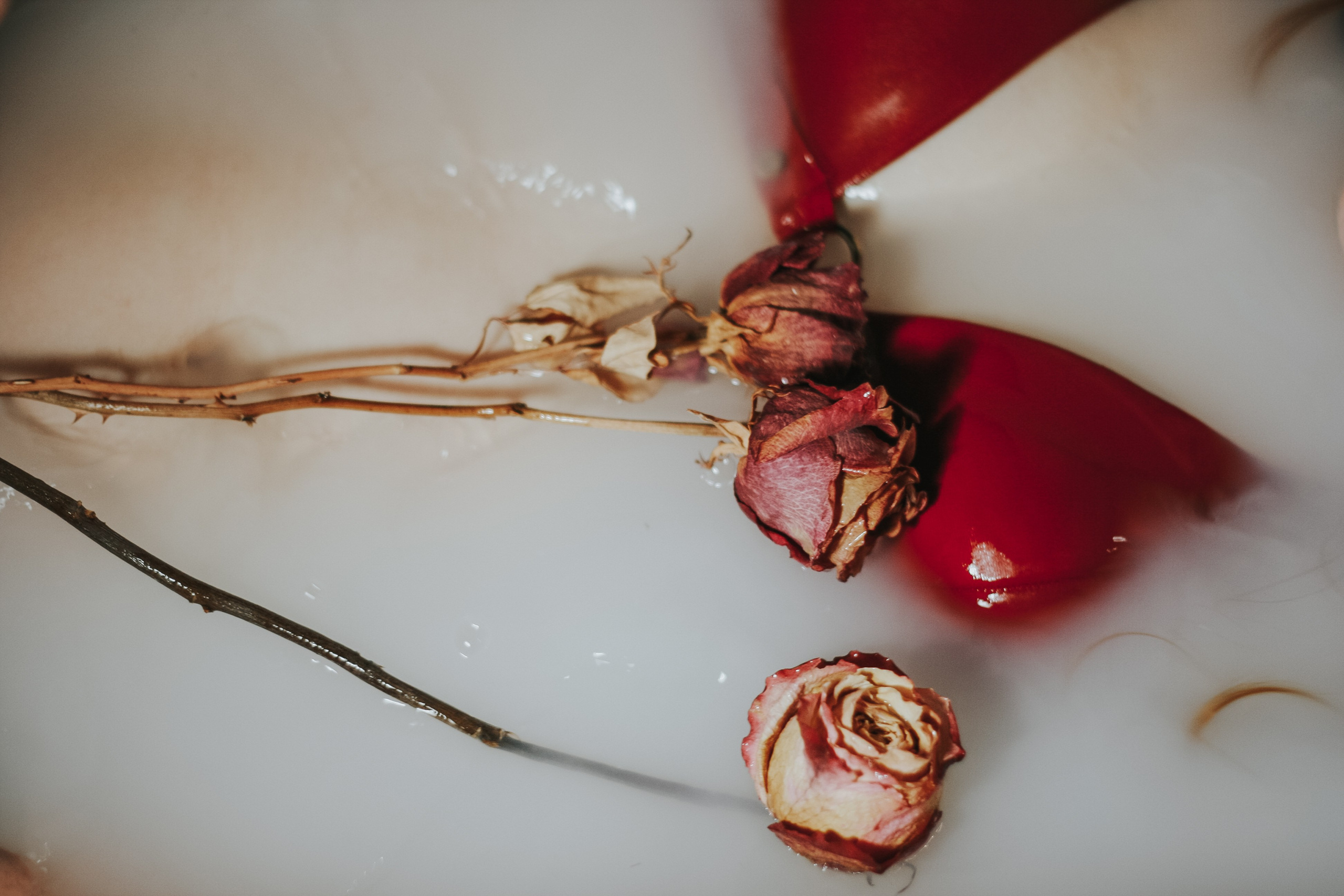 Молоко и розы. Espero Photographer — Фотограф в Санкт-Петербурге