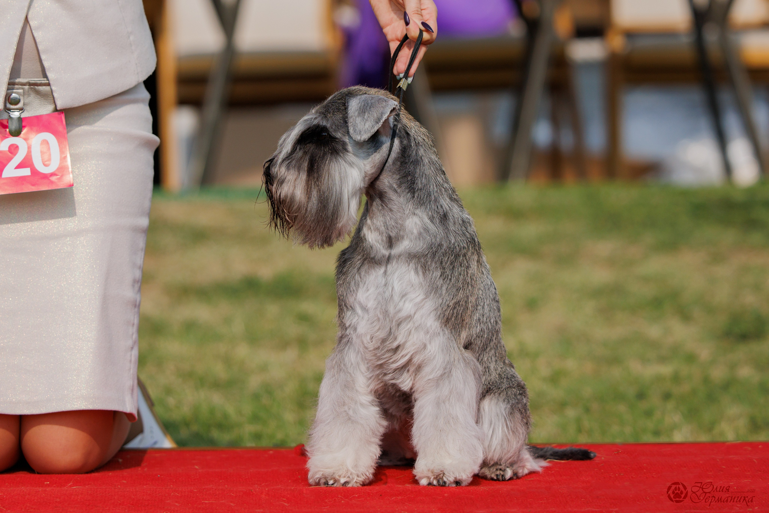 Армения,Ереван 3хCACIB 15-17.10.2024. Фотограф-анималист Юлия Германика