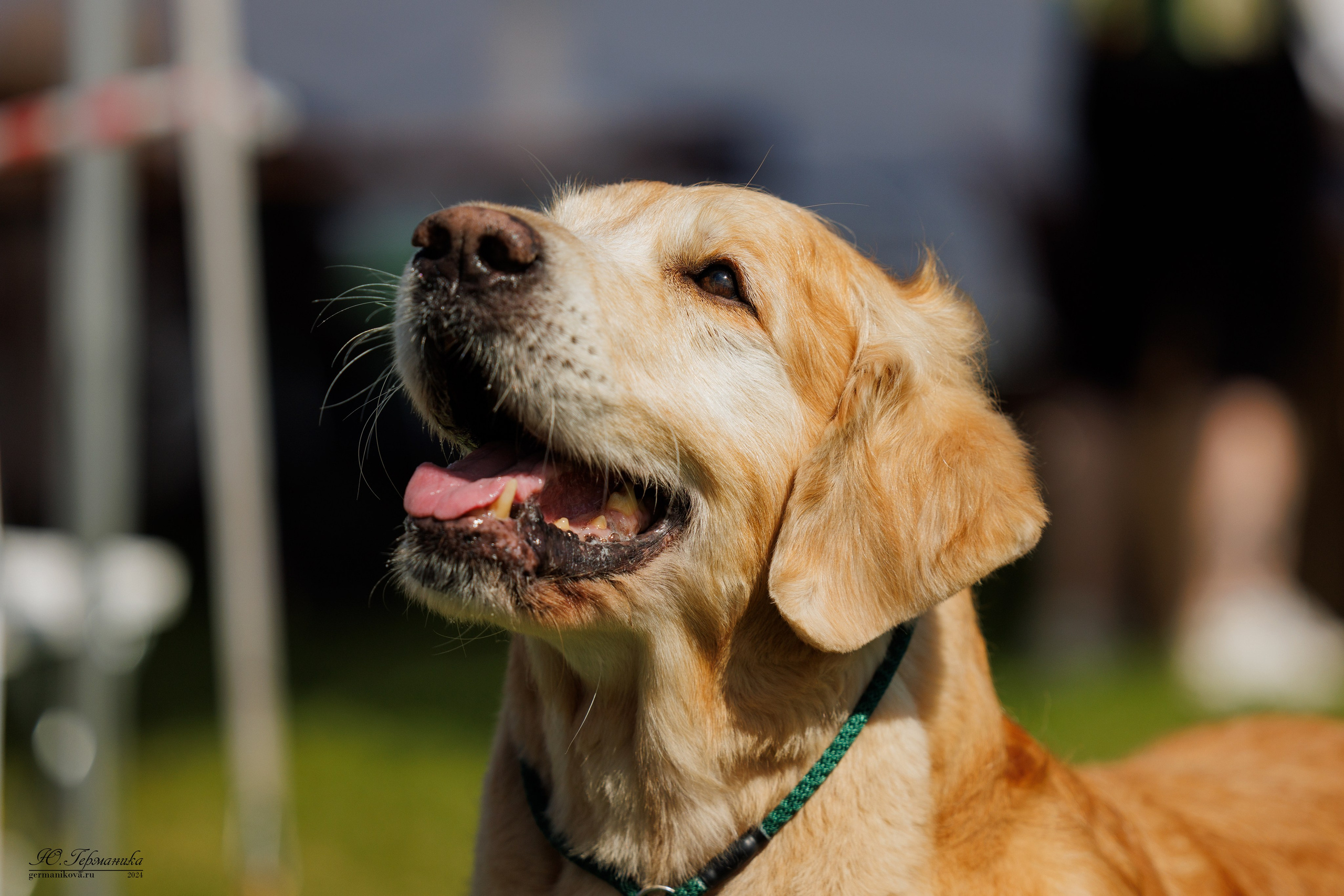 Голдены 15-16.06.2024. Фотограф-анималист Юлия Германика