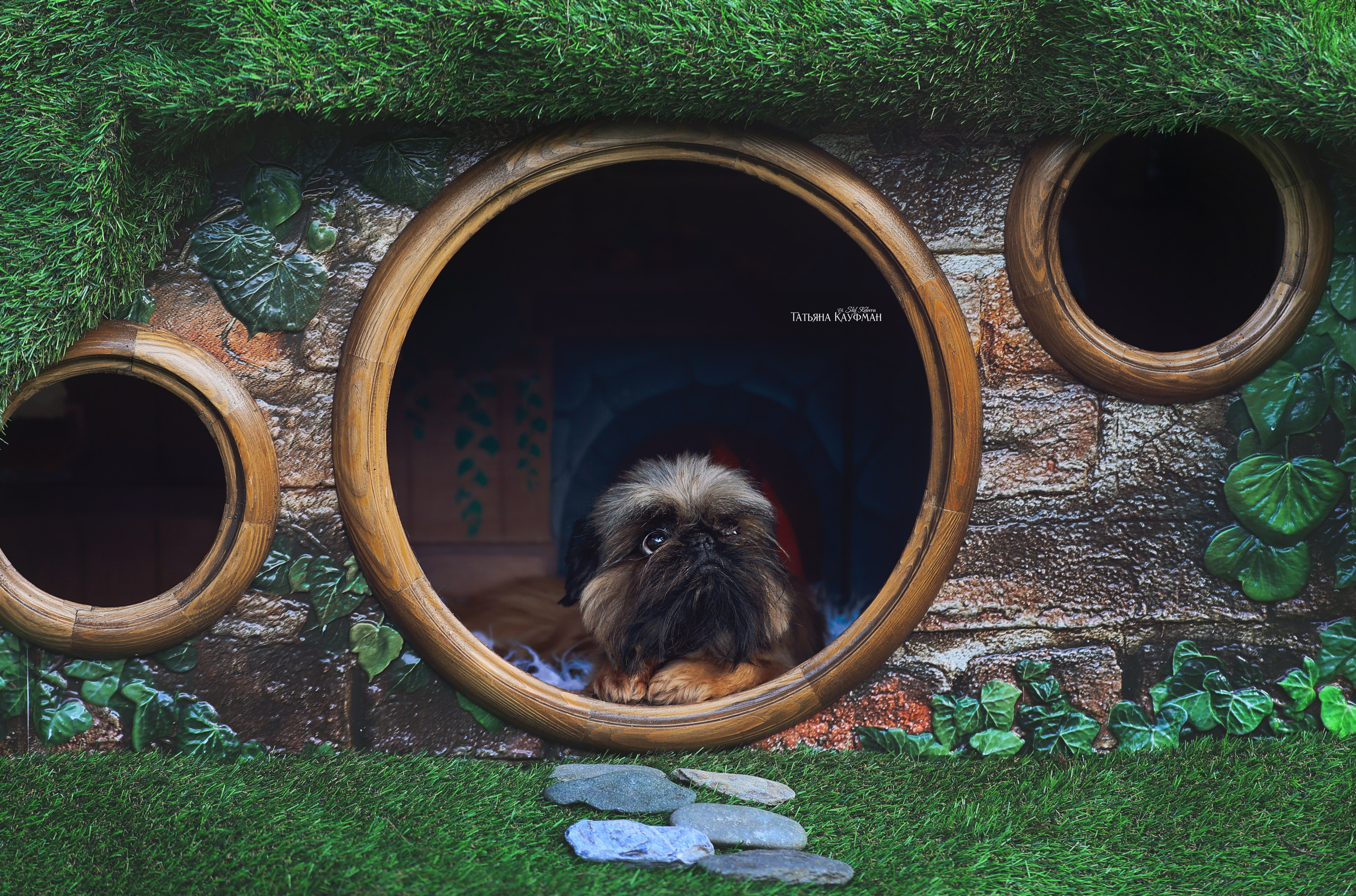 Домик для хоббитов, фотозона, властелин колец, шир, хоббиты, гномы, брюссельский гриффон, малый брабансон, фотосессия, ручная работа, фотограф анималист, фотограф Новосибирск