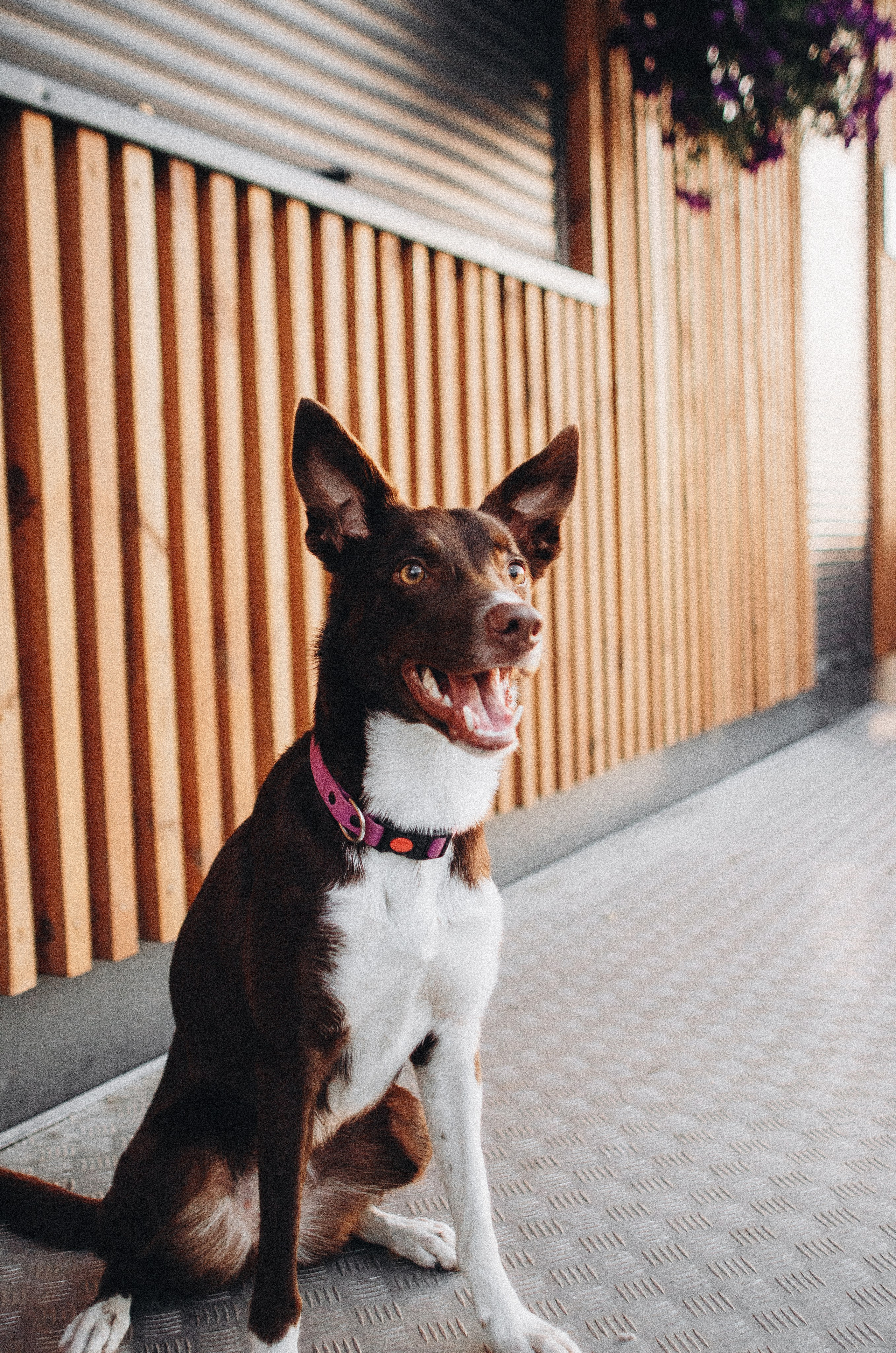 Вика и Эсса. Фотограф-анималист Богданова Полина