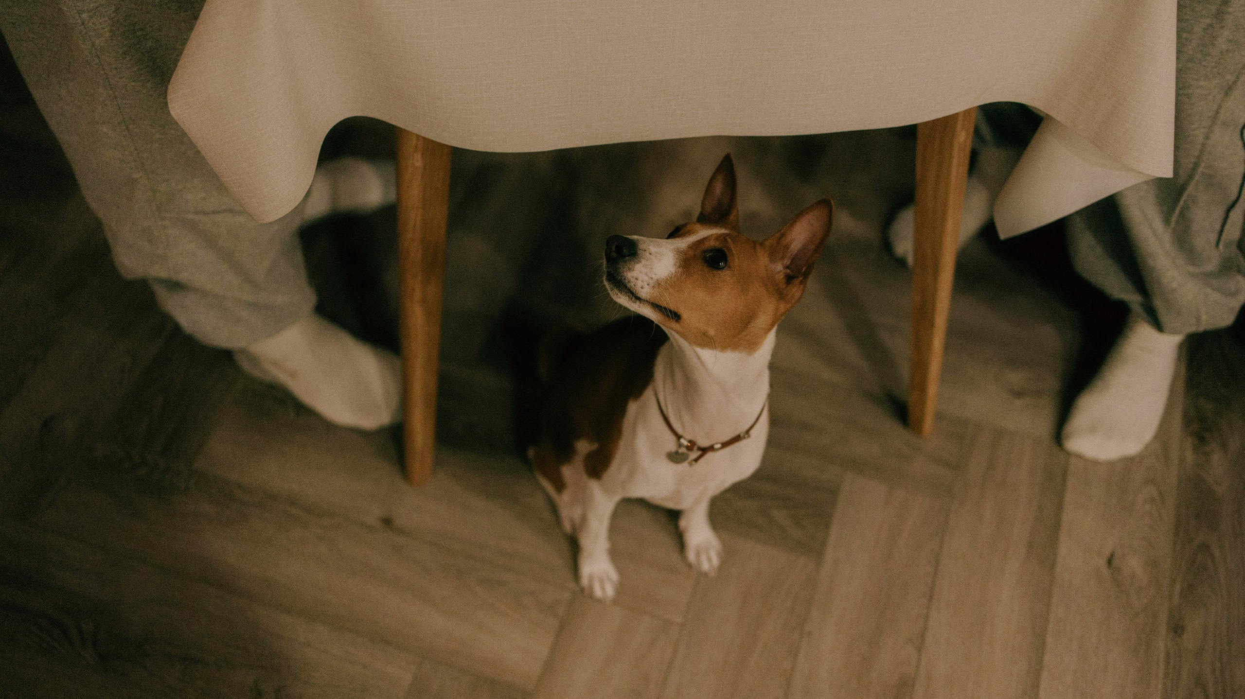 Люба, Никита и Бахати. Фотограф-анималист Богданова Полина