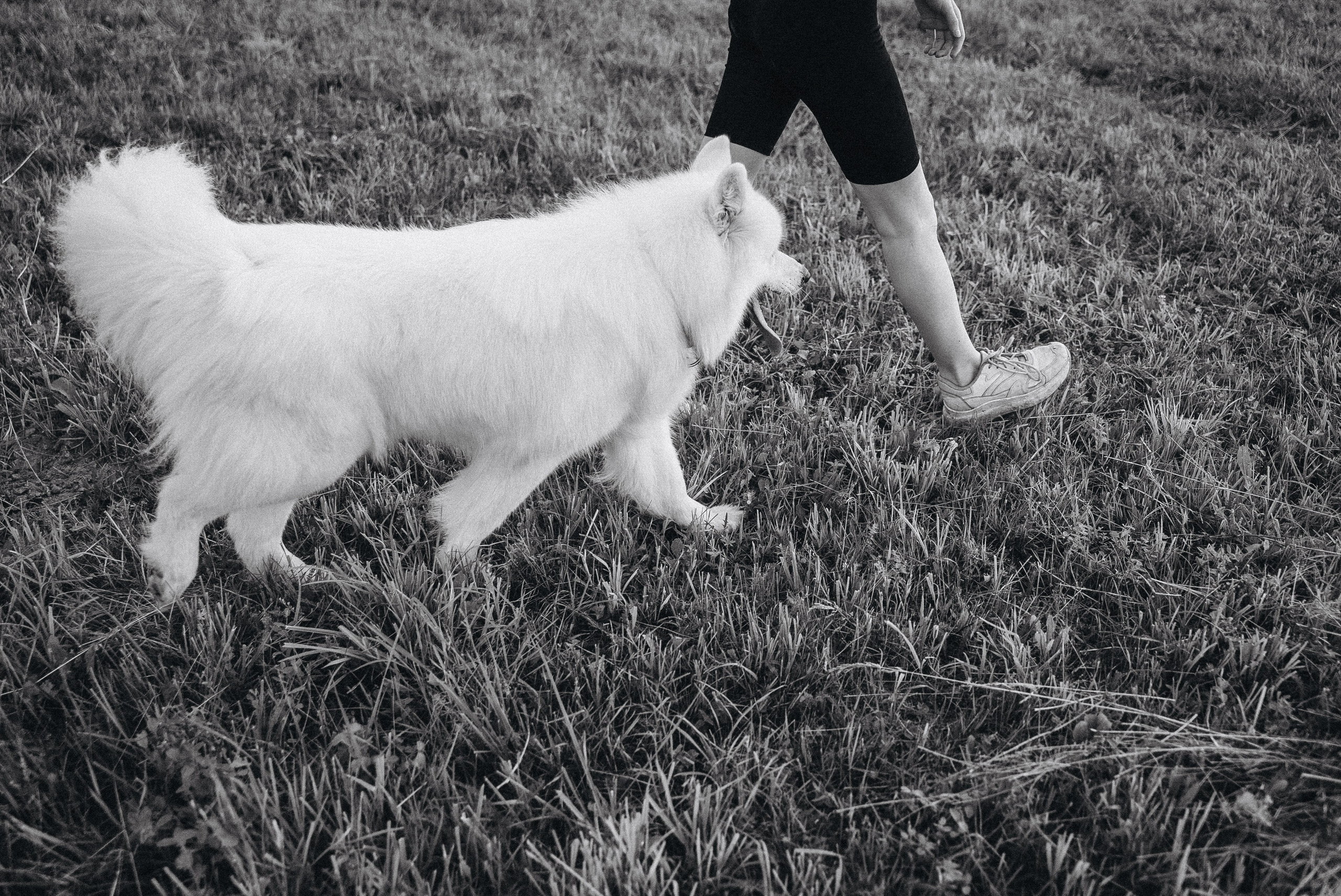 Алёна и Челси. Фотограф-анималист Богданова Полина
